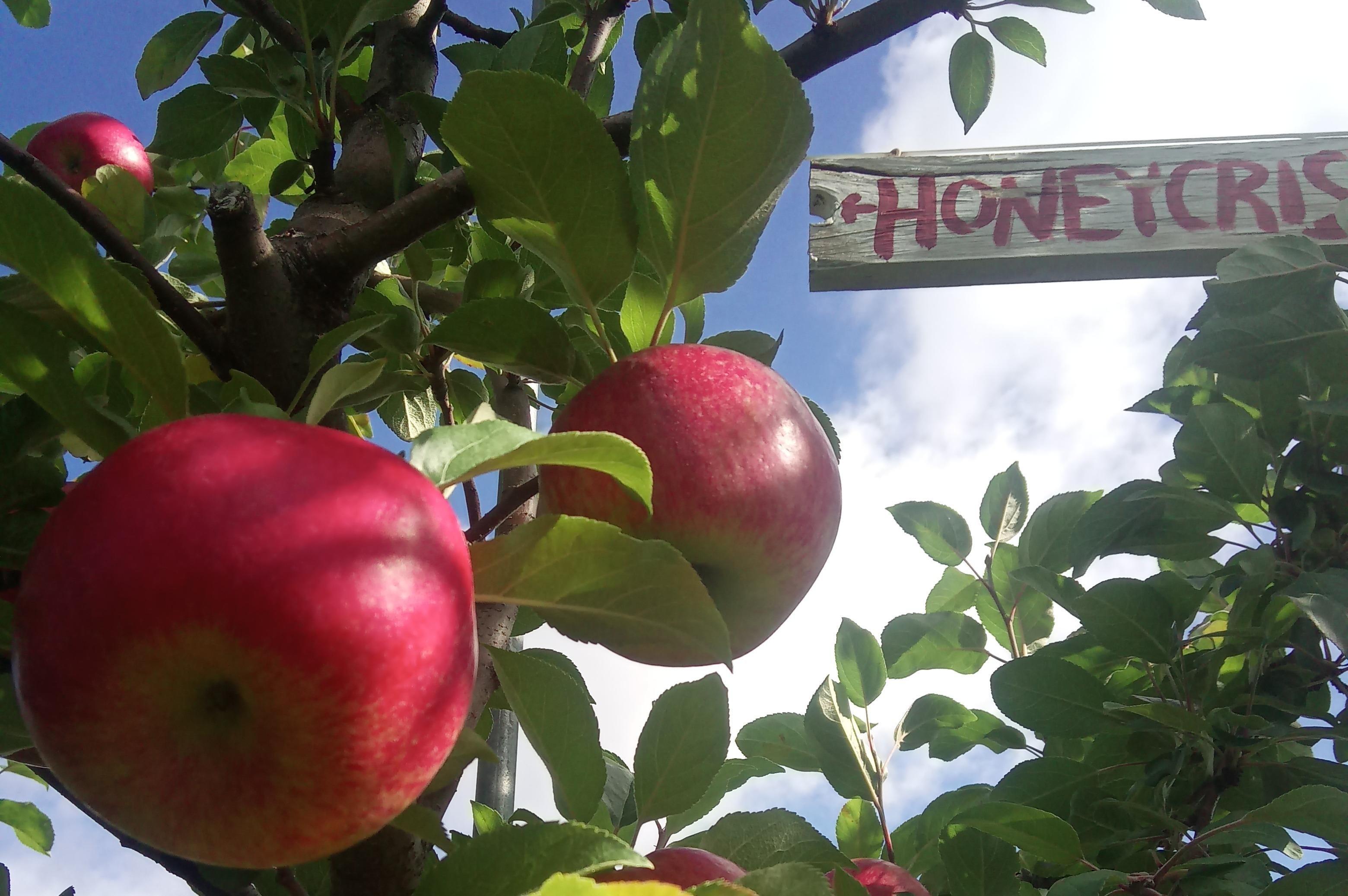 Burtt's Apple Orchard