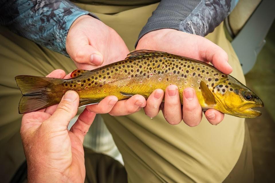 West Fork Anglers