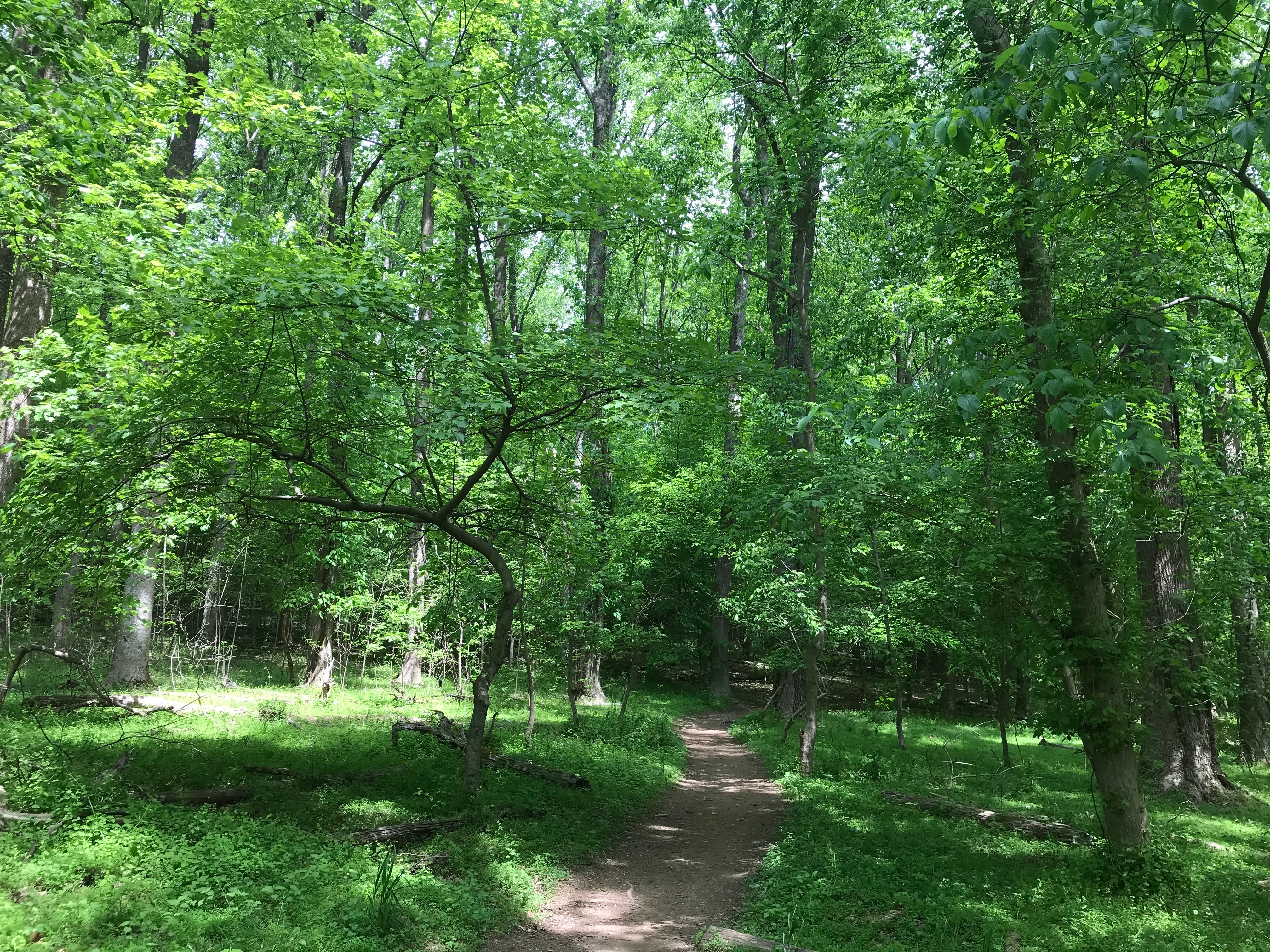 Muddy Branch Greenway Trail