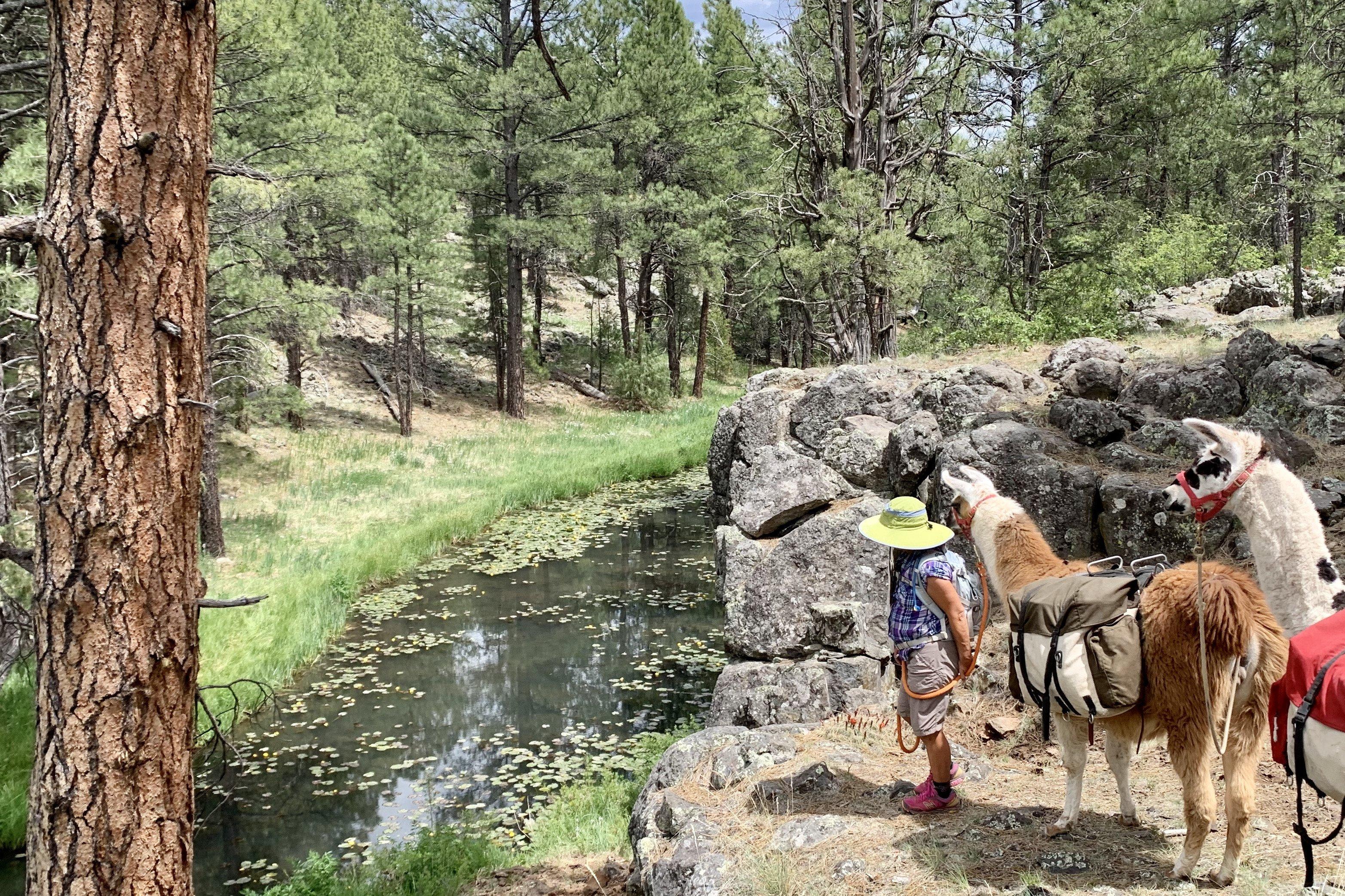 Arizona Backcountry Llamas