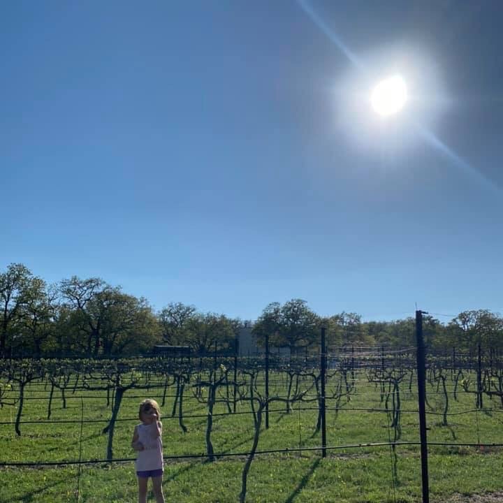 Hamilton Pool Vineyards