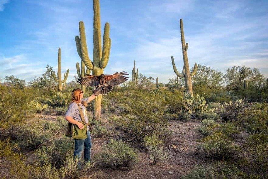 Sky Island Falconry Experience