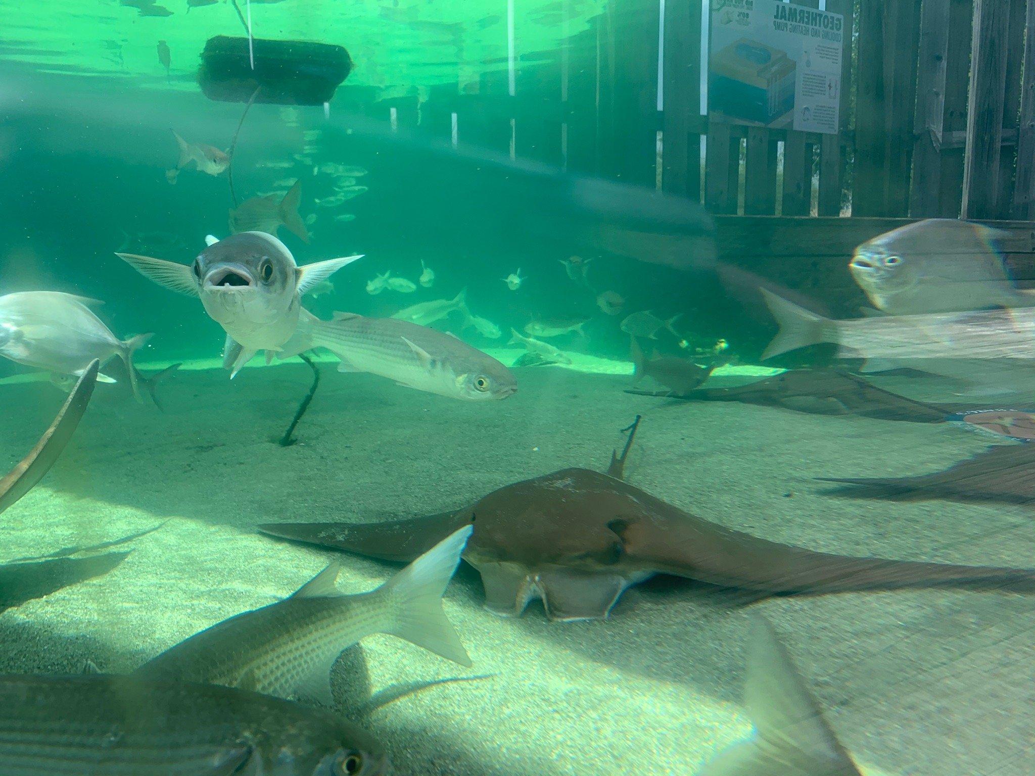 Alabama Aquarium at the Dauphin Island Sea Lab