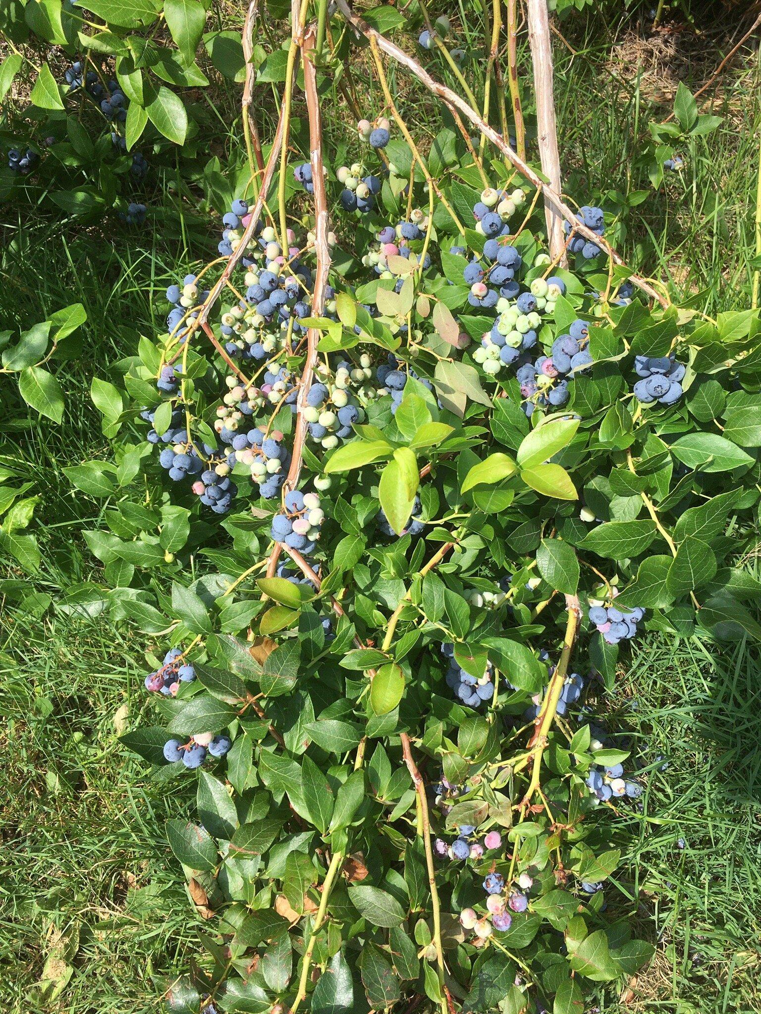 Tawas Blueberry Farm