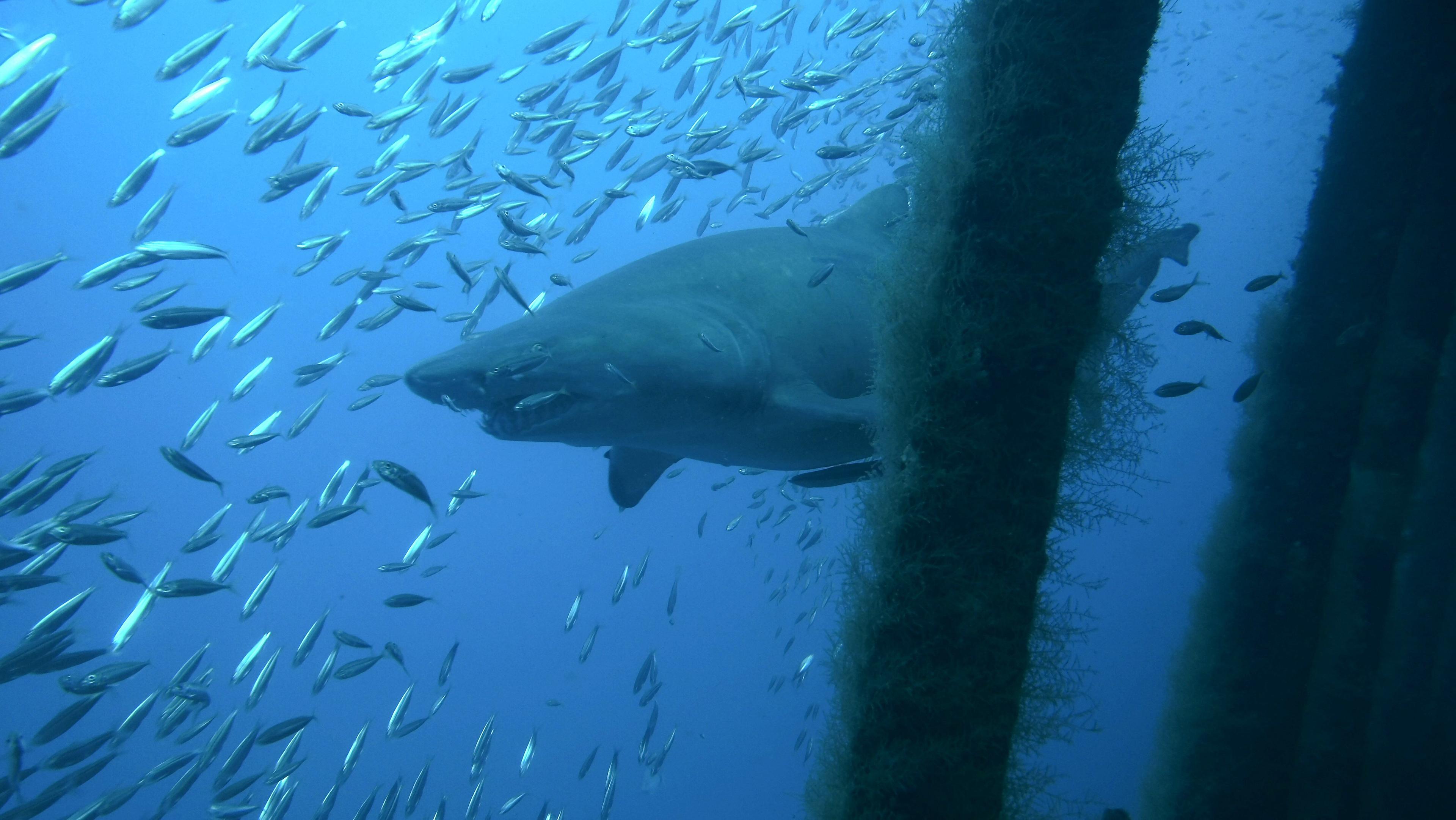 New River Dive Center