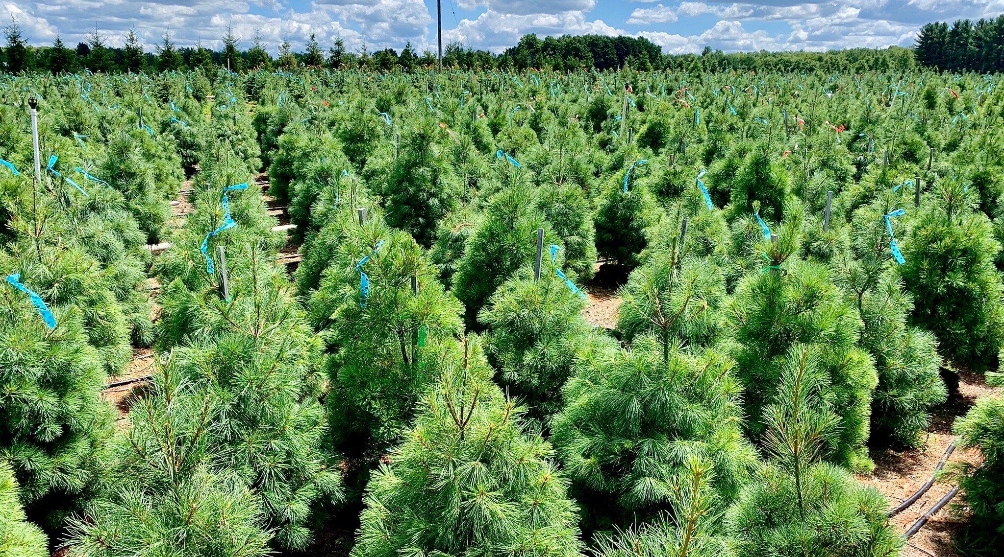 Dutchman Tree Farms