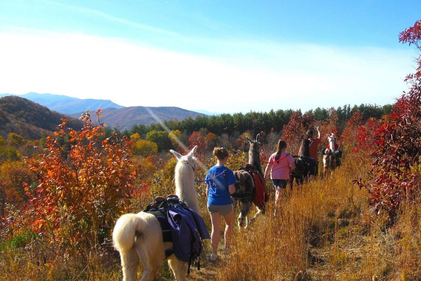 The Wandering Llamas