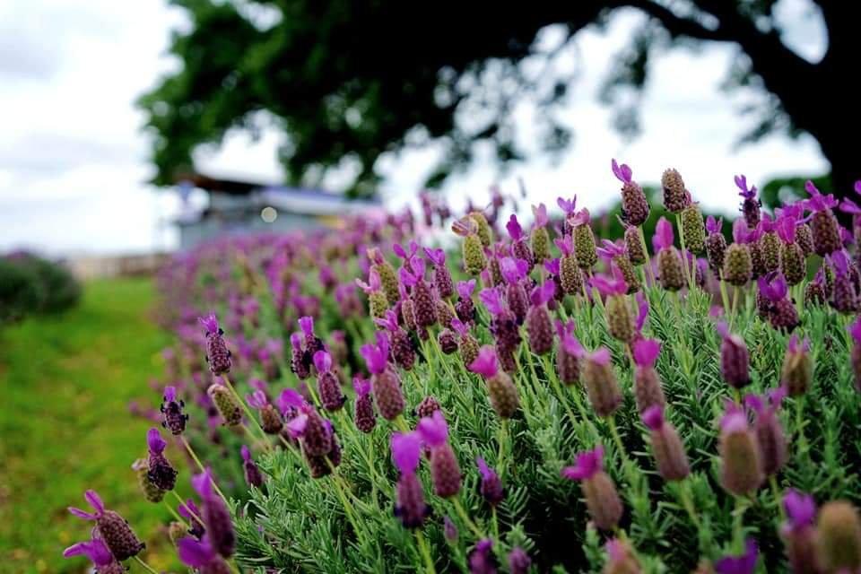 Luling Lavender Fields