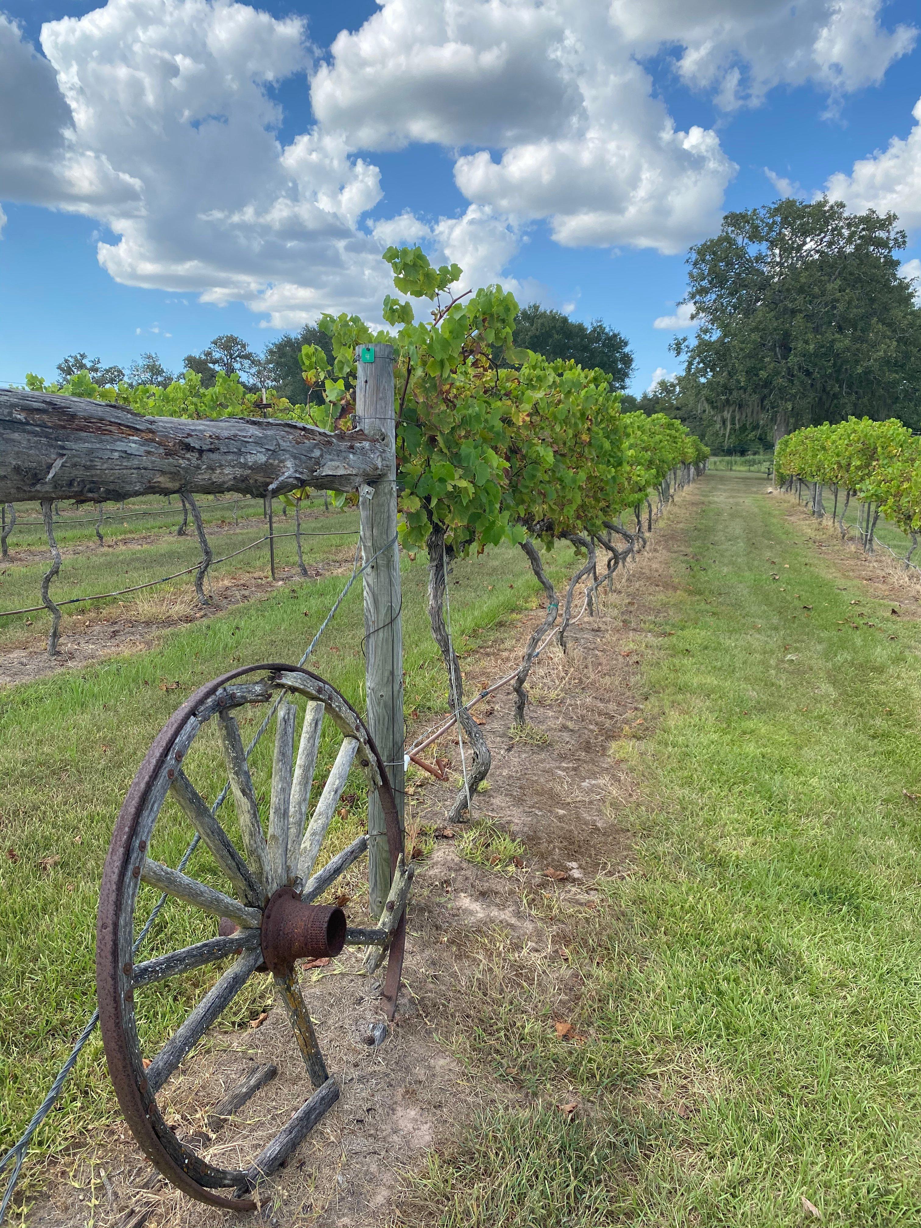 Whistling Duck Winery