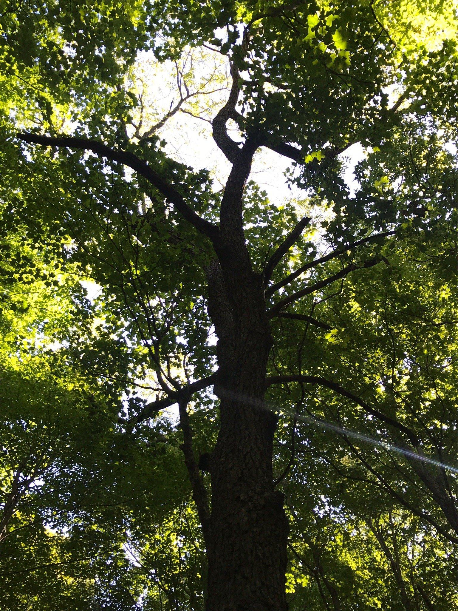 Spitler Woods State Natural Area