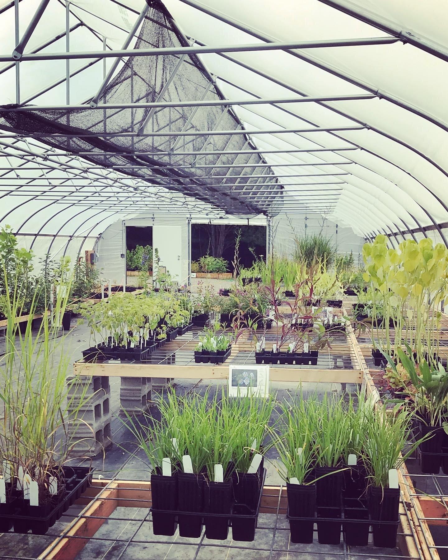 Black Cap Farm - Native Plant Nursery