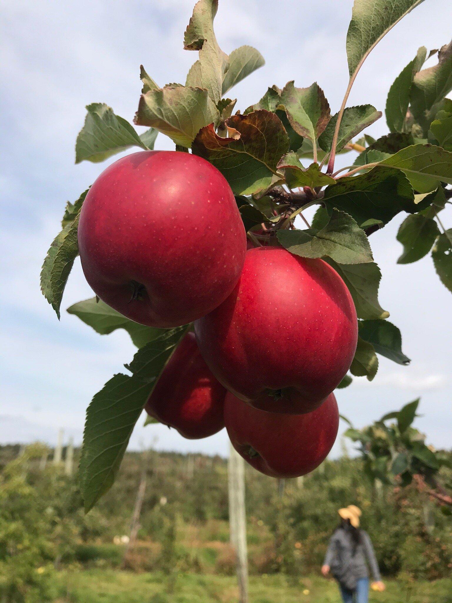 Petch Orchards