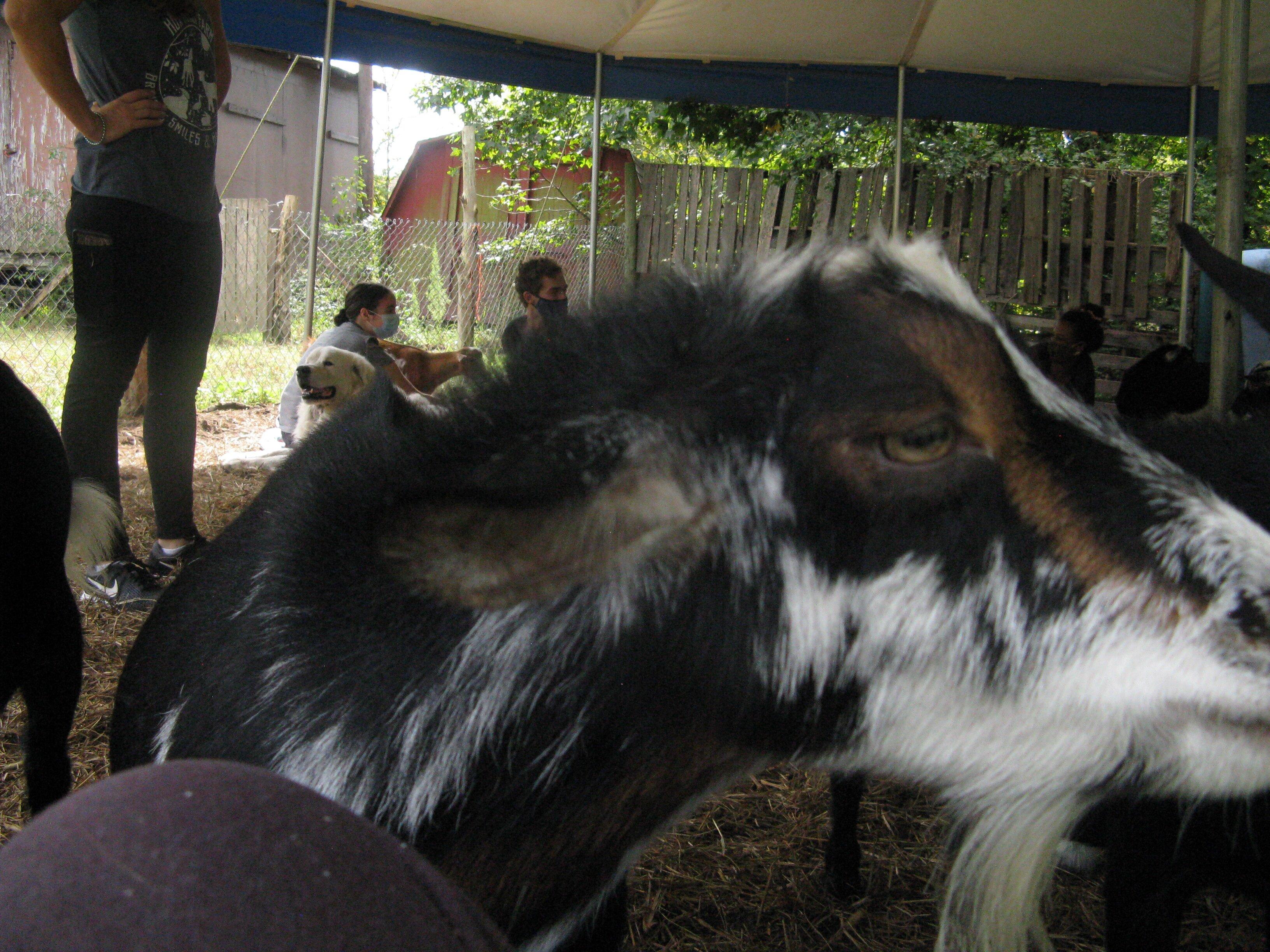 Hux Family Farm