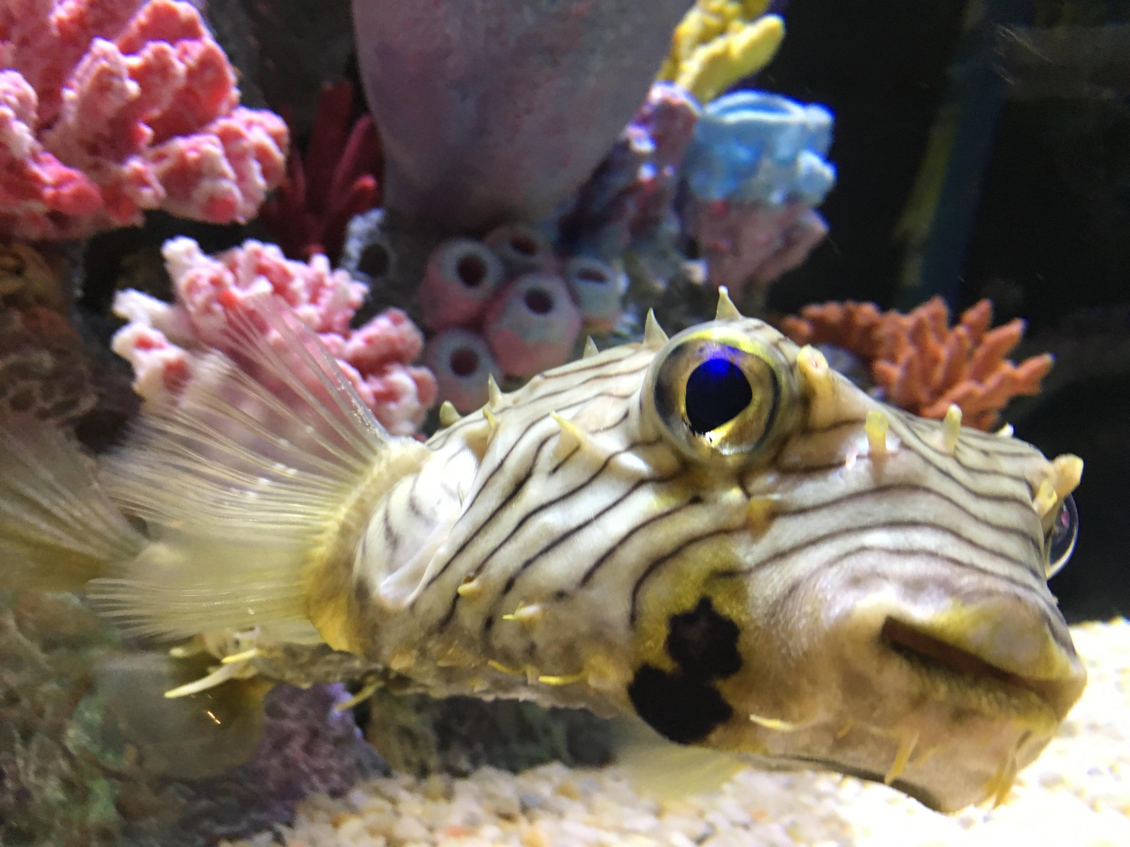 Alabama Aquarium at the Dauphin Island Sea Lab