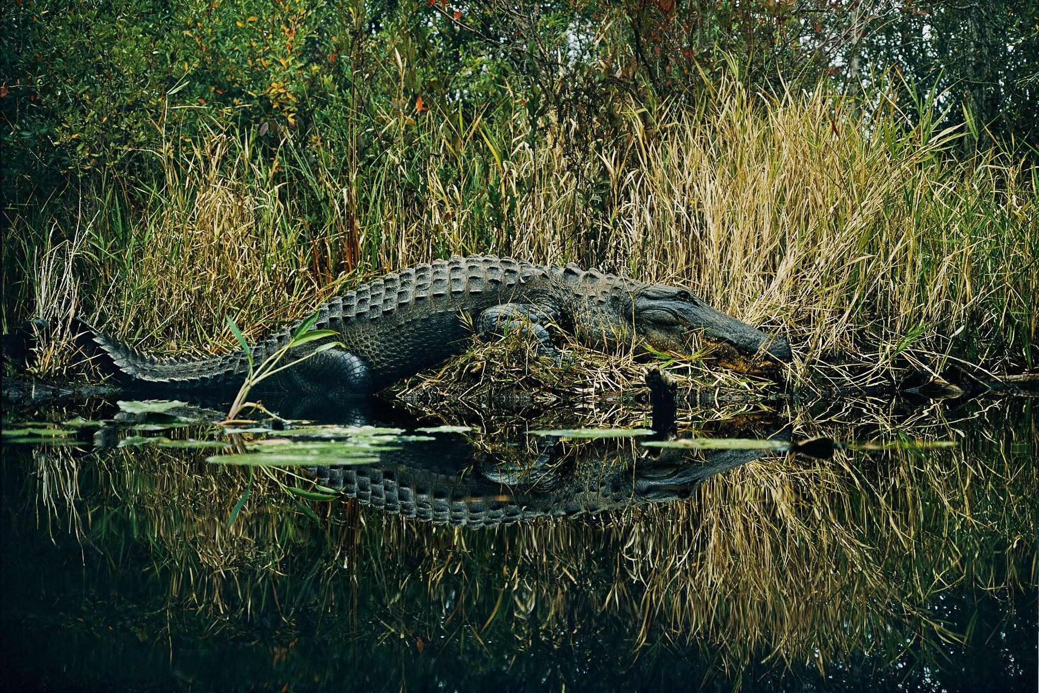 River View Swamp Tours