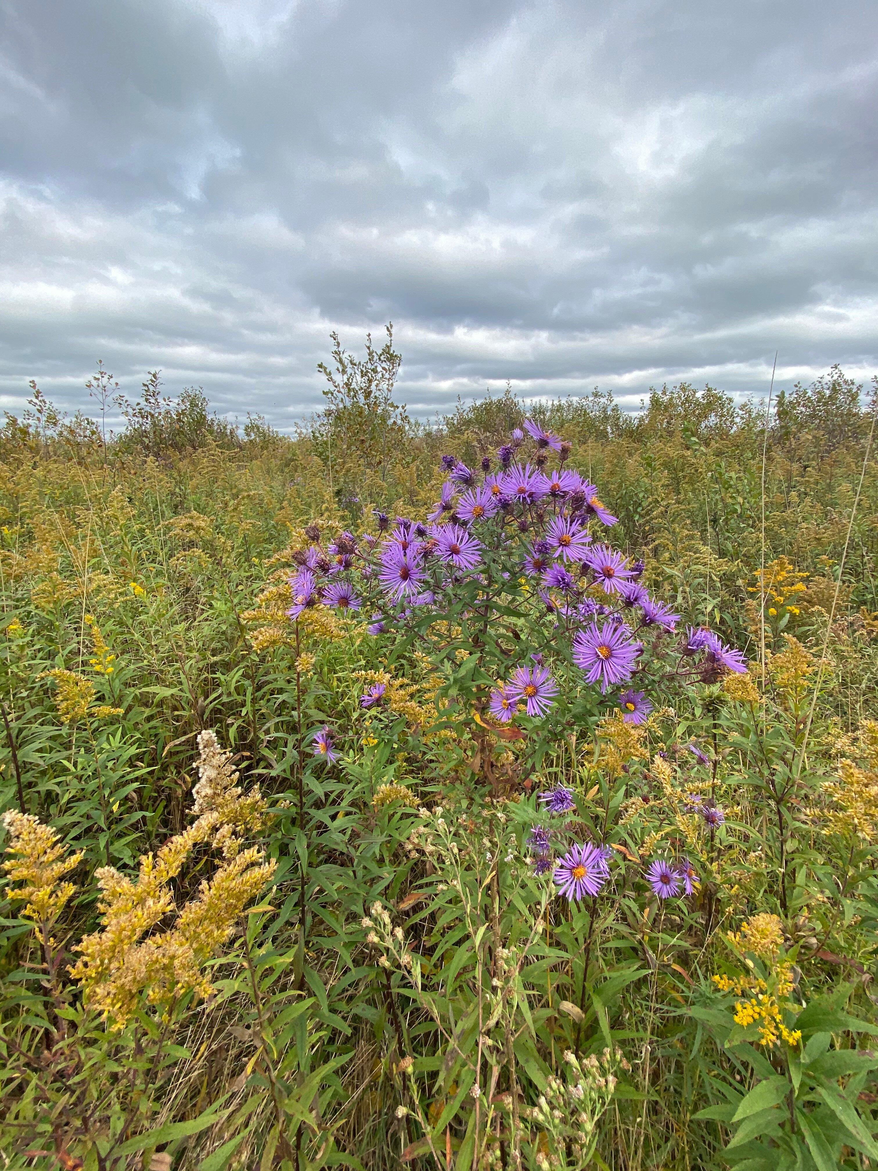 Swine Creek Reservation