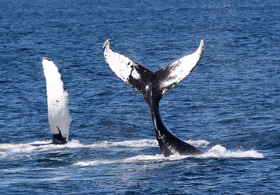 Bar Harbor Whale Watch