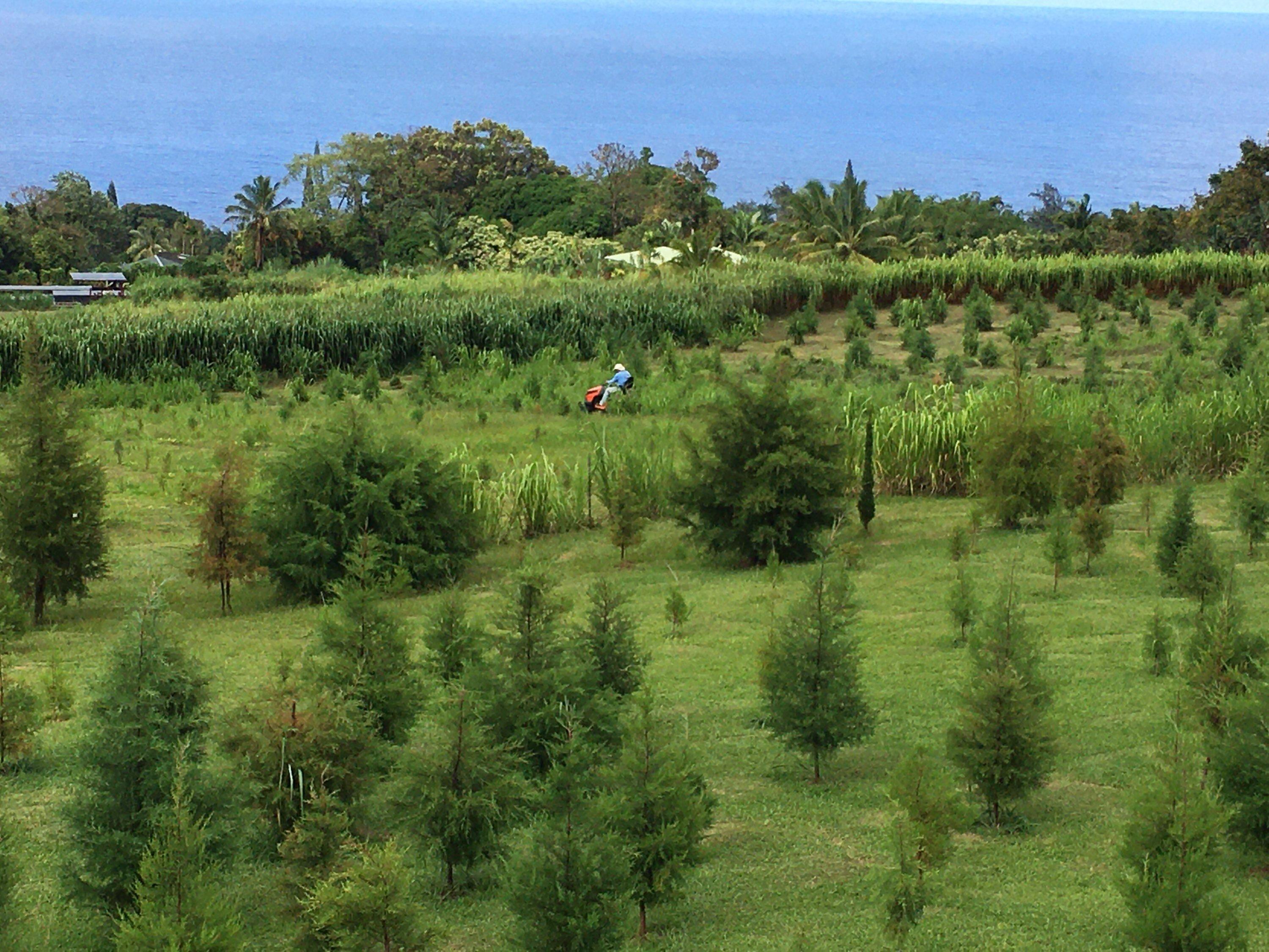 Hamakua Christmas Tree Forest