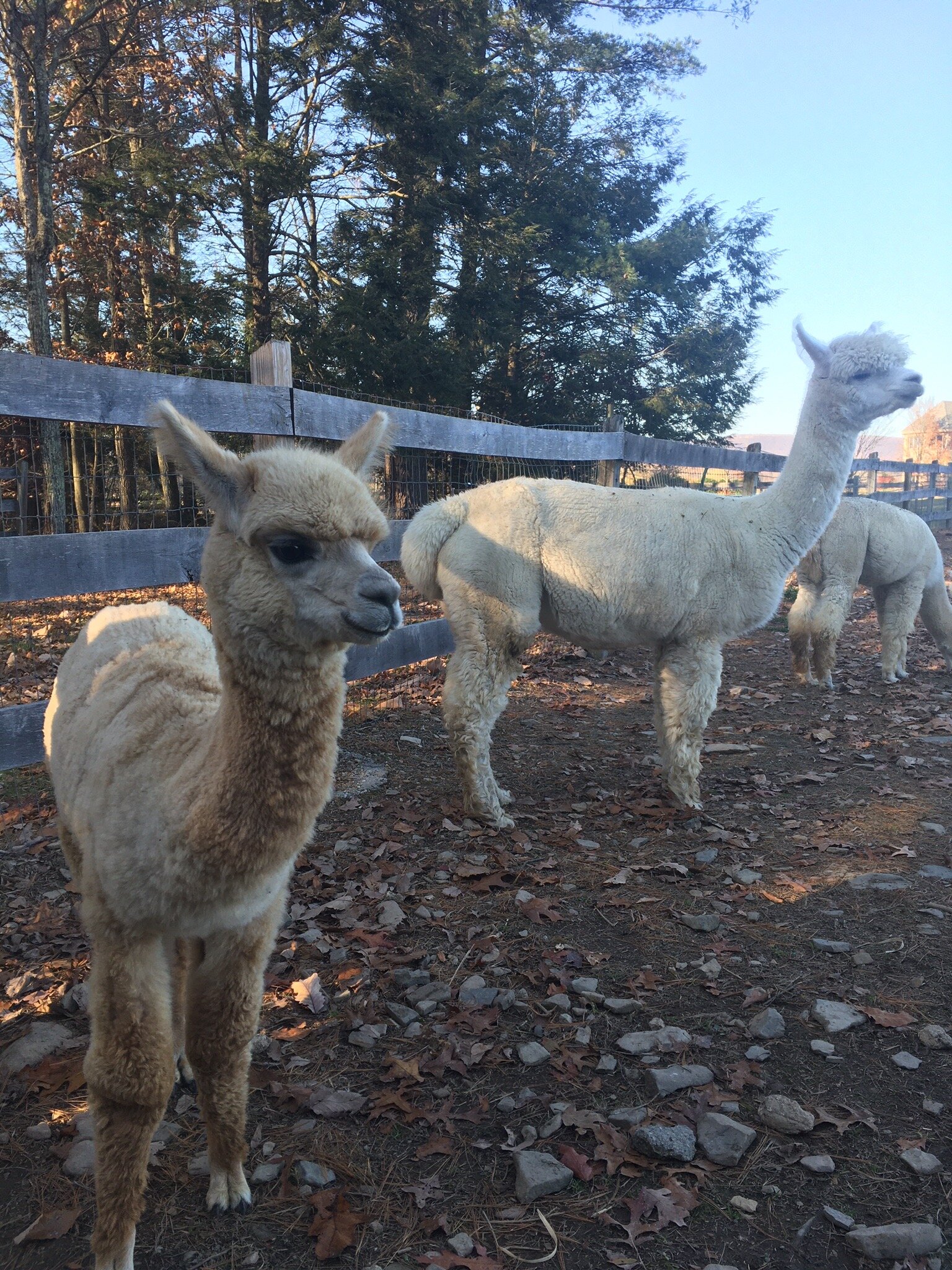 Pohopoco Creek Alpacas