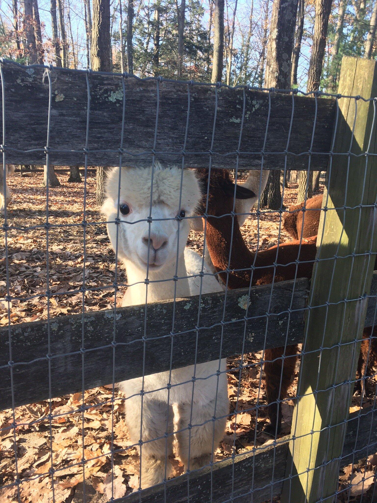 Pohopoco Creek Alpacas