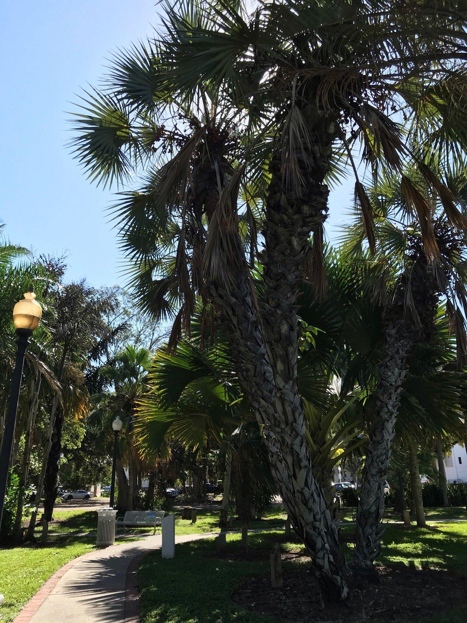 Park of Palms