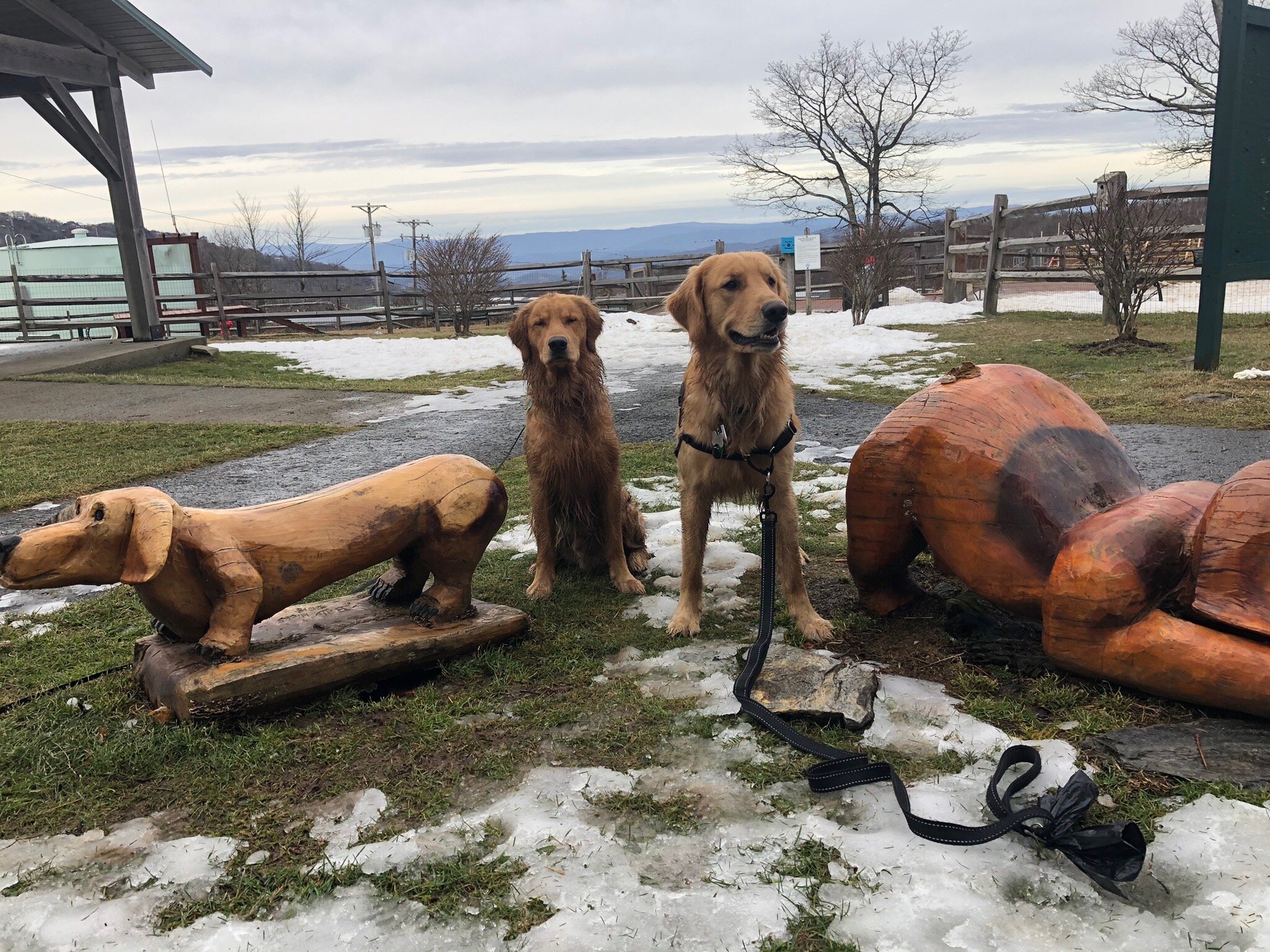 Beech Mountain Bark Park