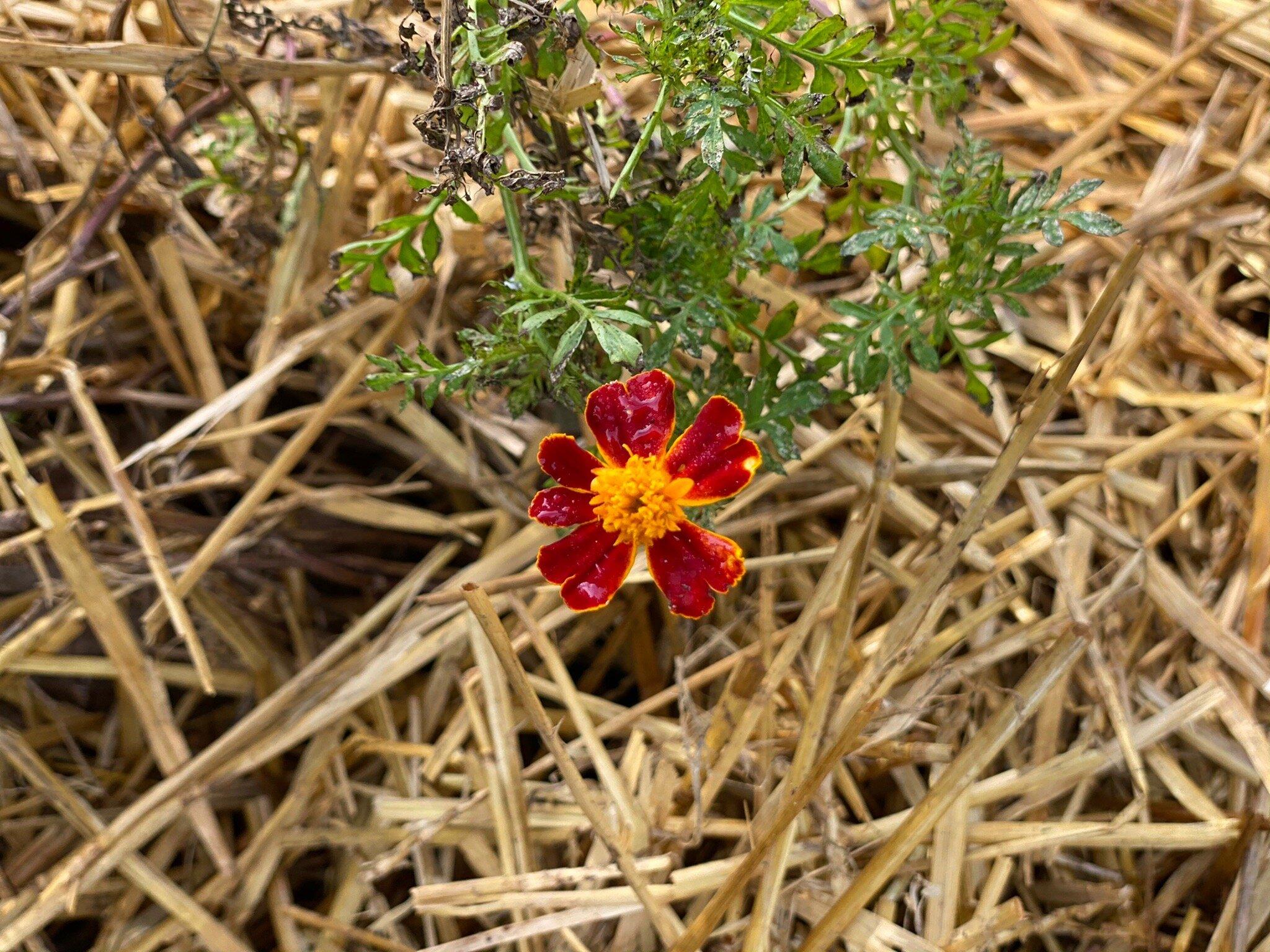 Miramar Community Garden