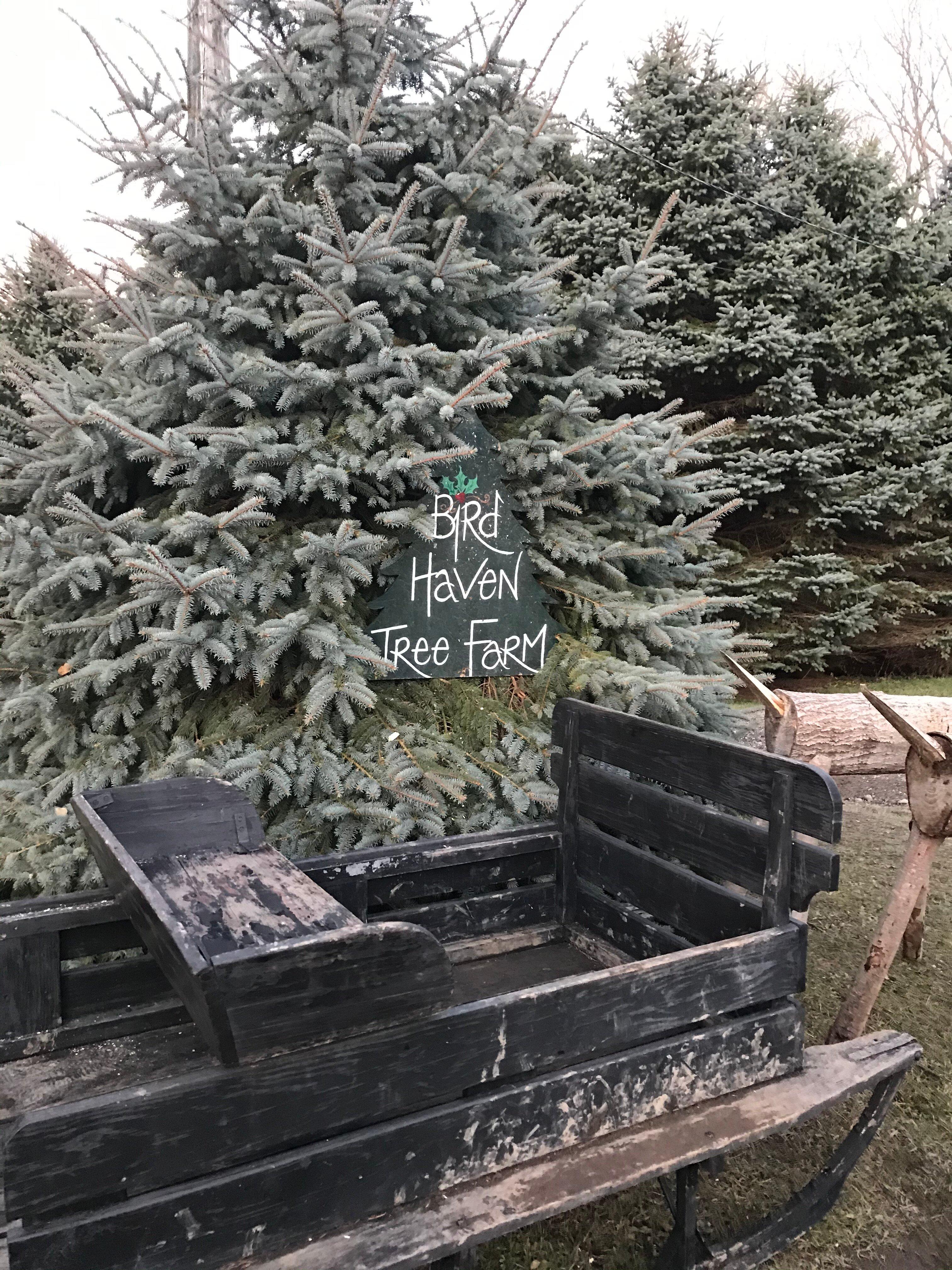 Bird Haven Christmas Tree Farm