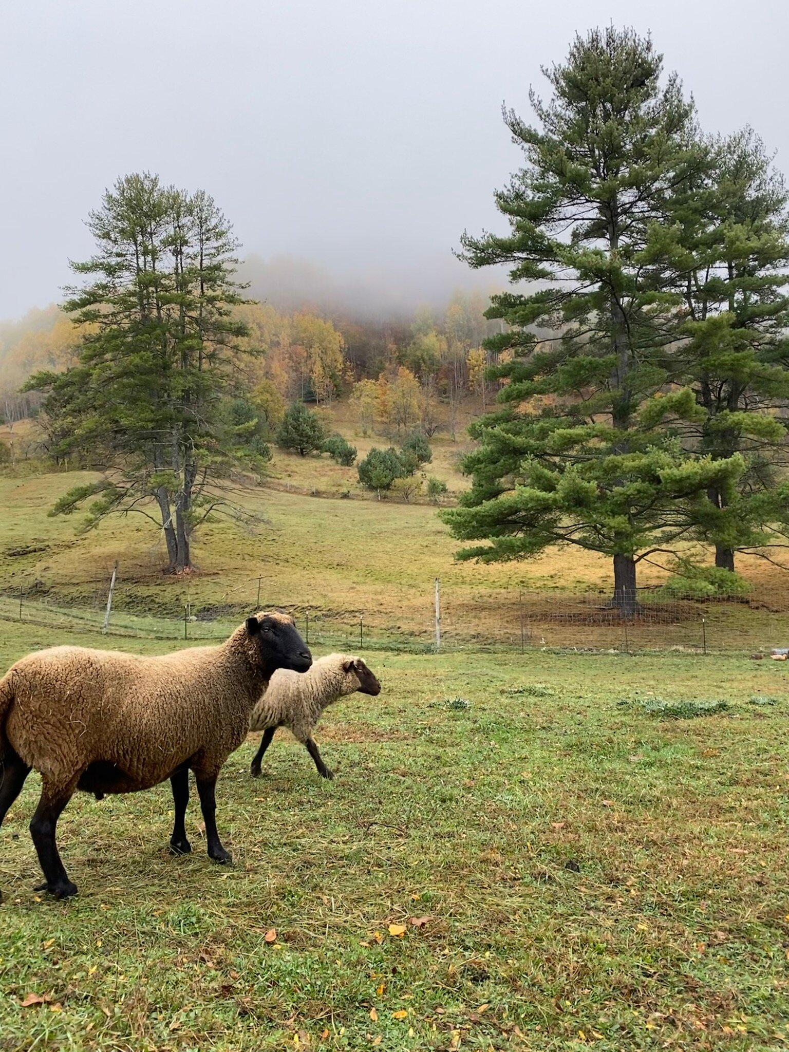 Photo by Little Red Barn F