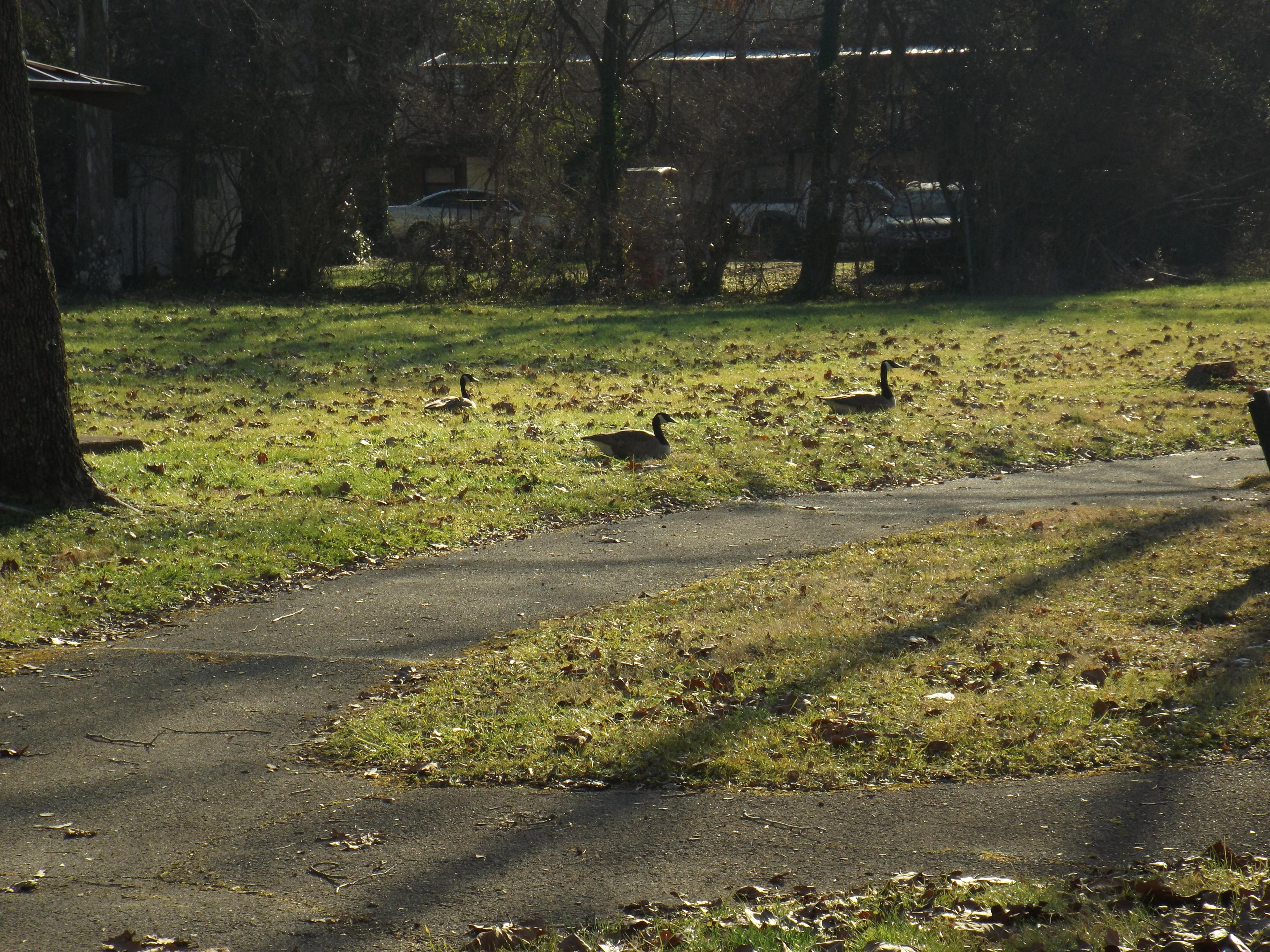 Scottish Pike Park