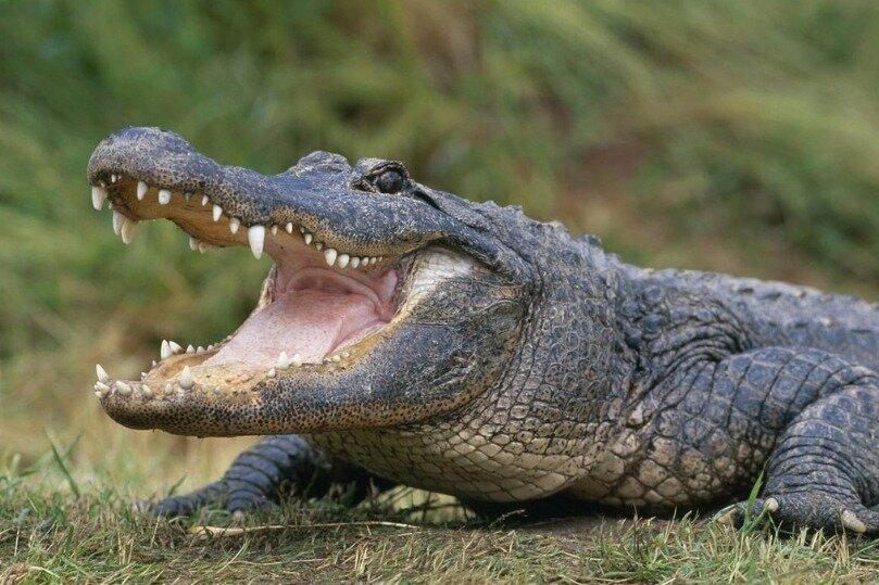 Airboat Ride West Palm Beach