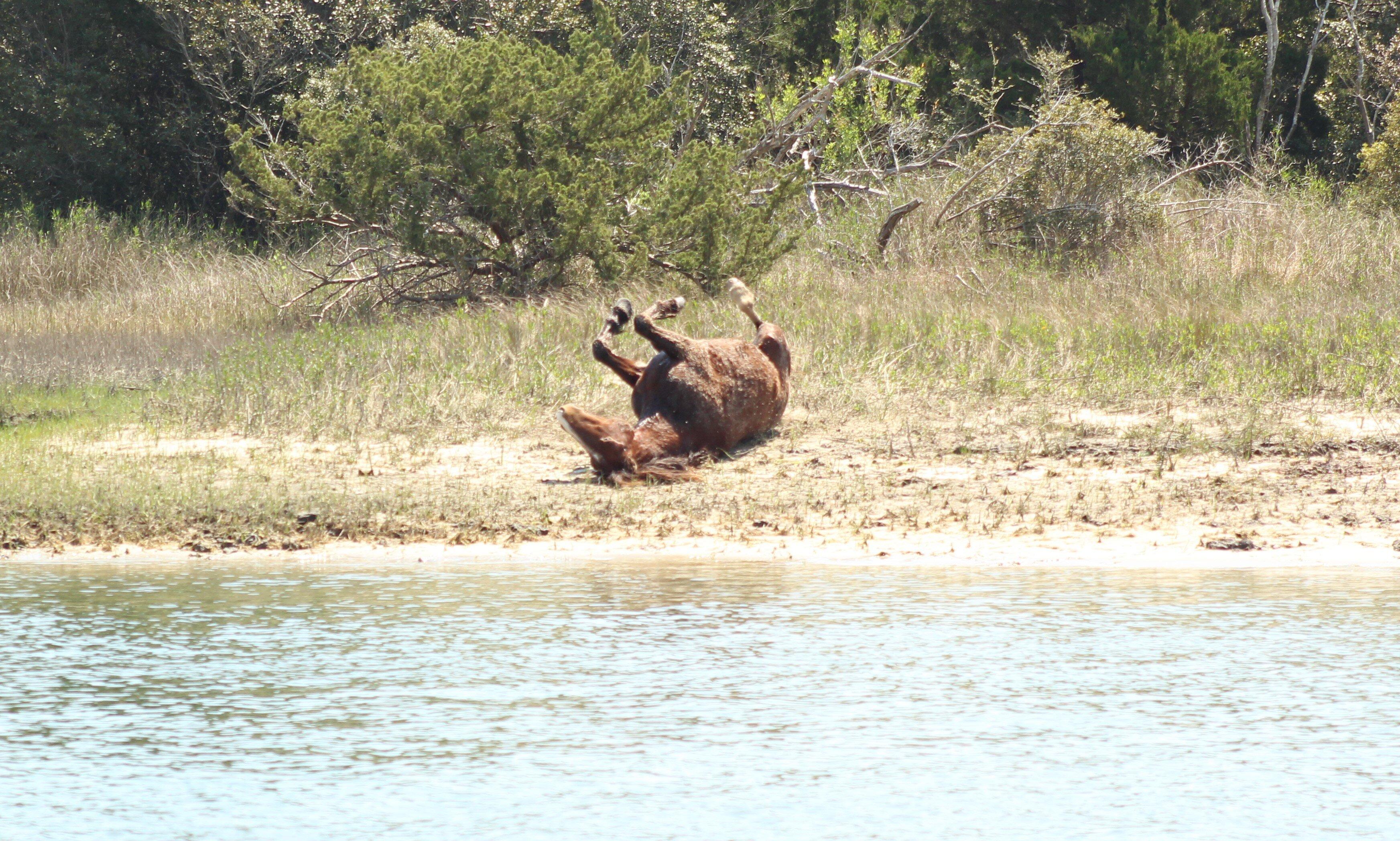 Capt. Ron's Island Tours