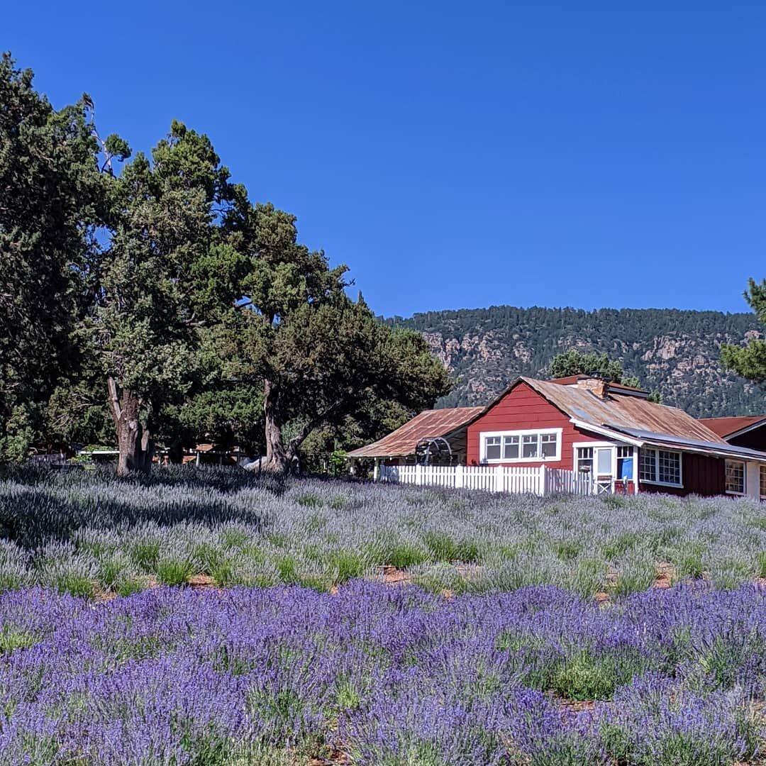 Pine Creek Canyon Lavender Farm