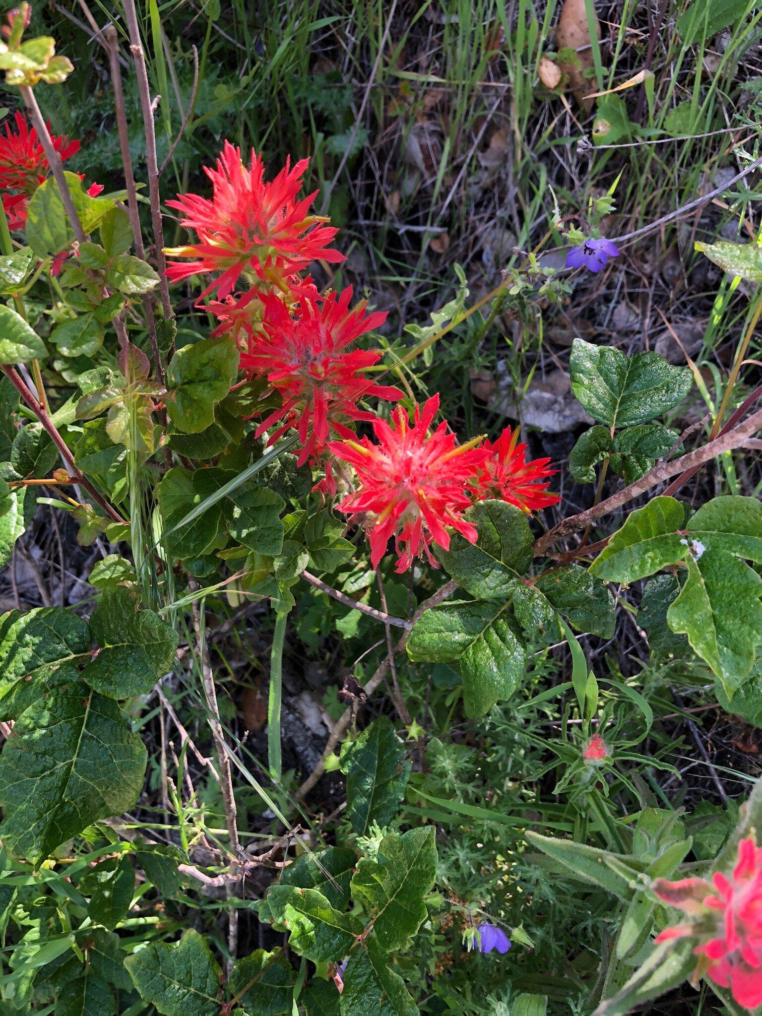 Pismo Preserve