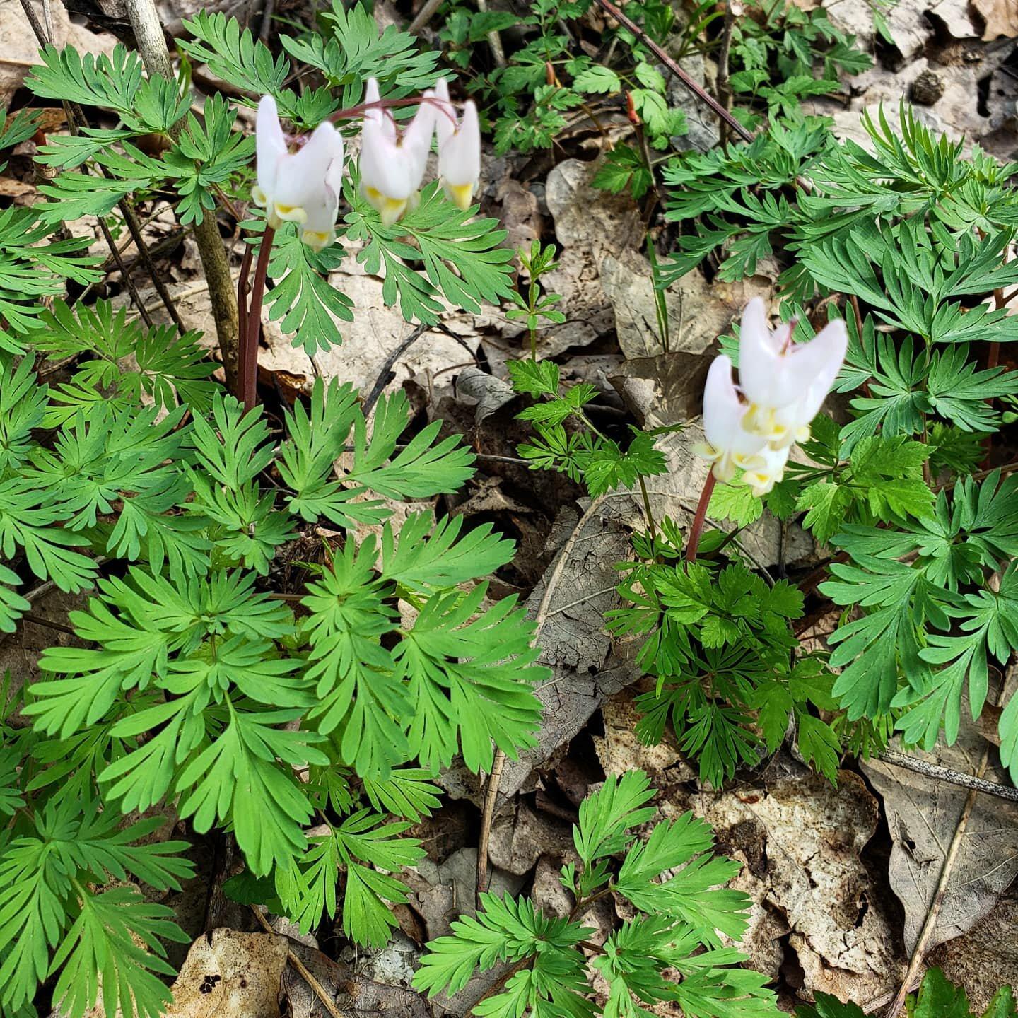 New Glarus Woods State Park