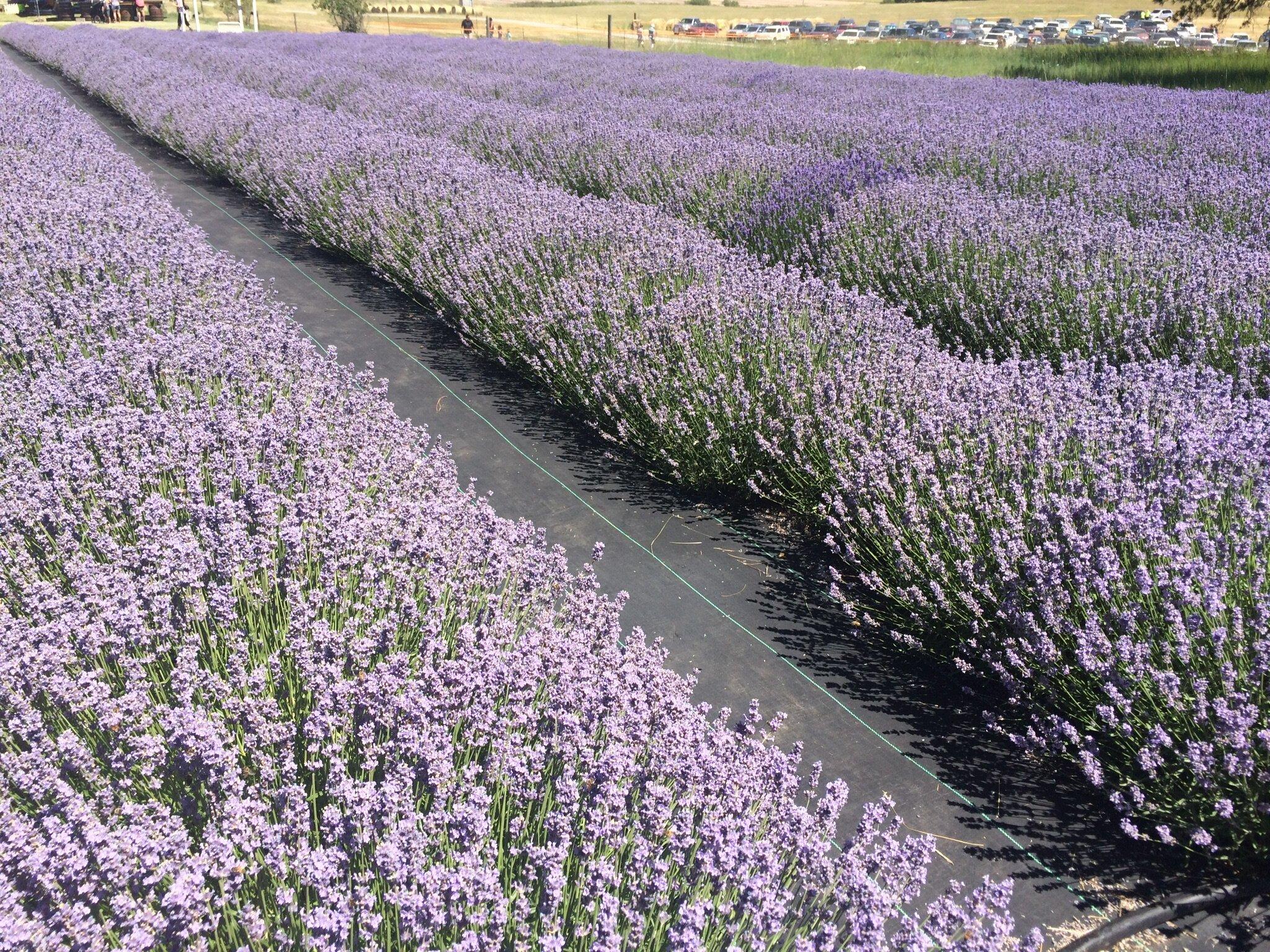 Evening Light Lavender Farm