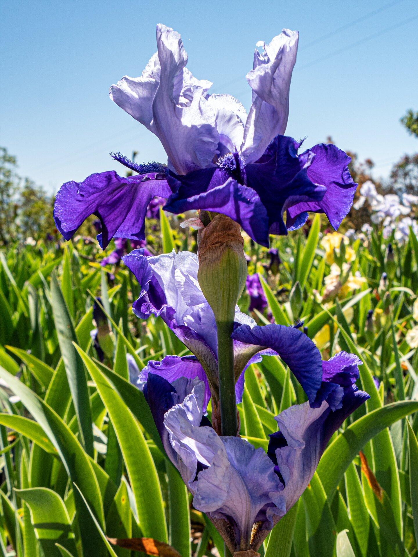 Nola's Iris Garden