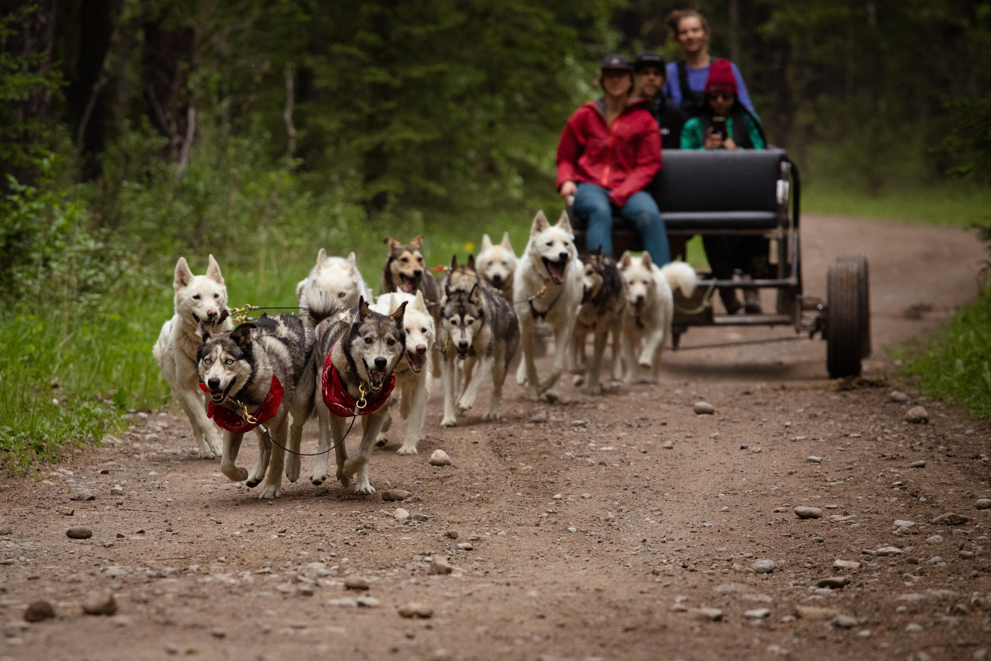 Snowy Owl Sled Dog Tours