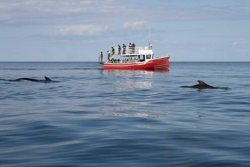 Cabot Trail Guaranteed Whales Adventures