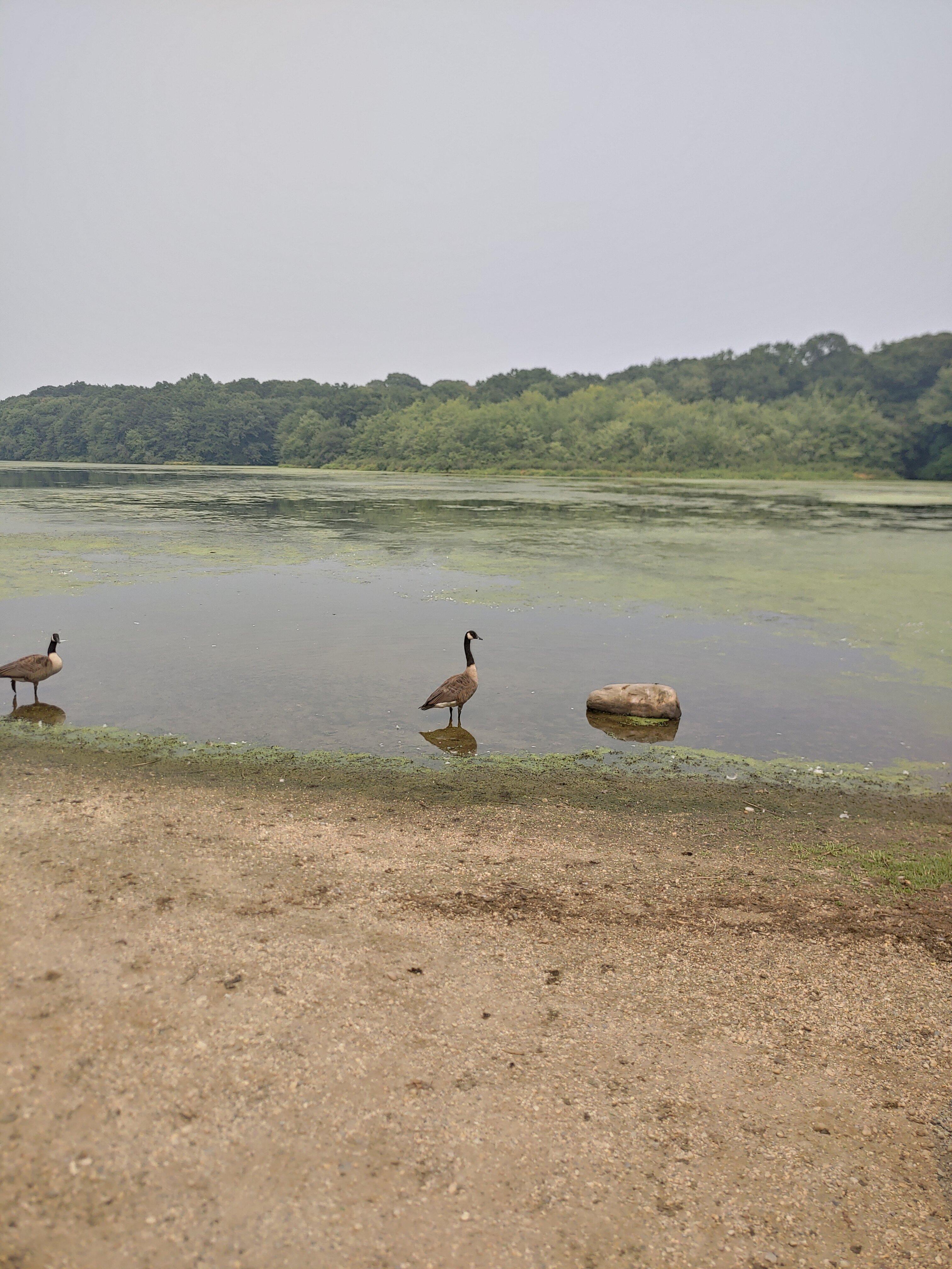 Millers Pond