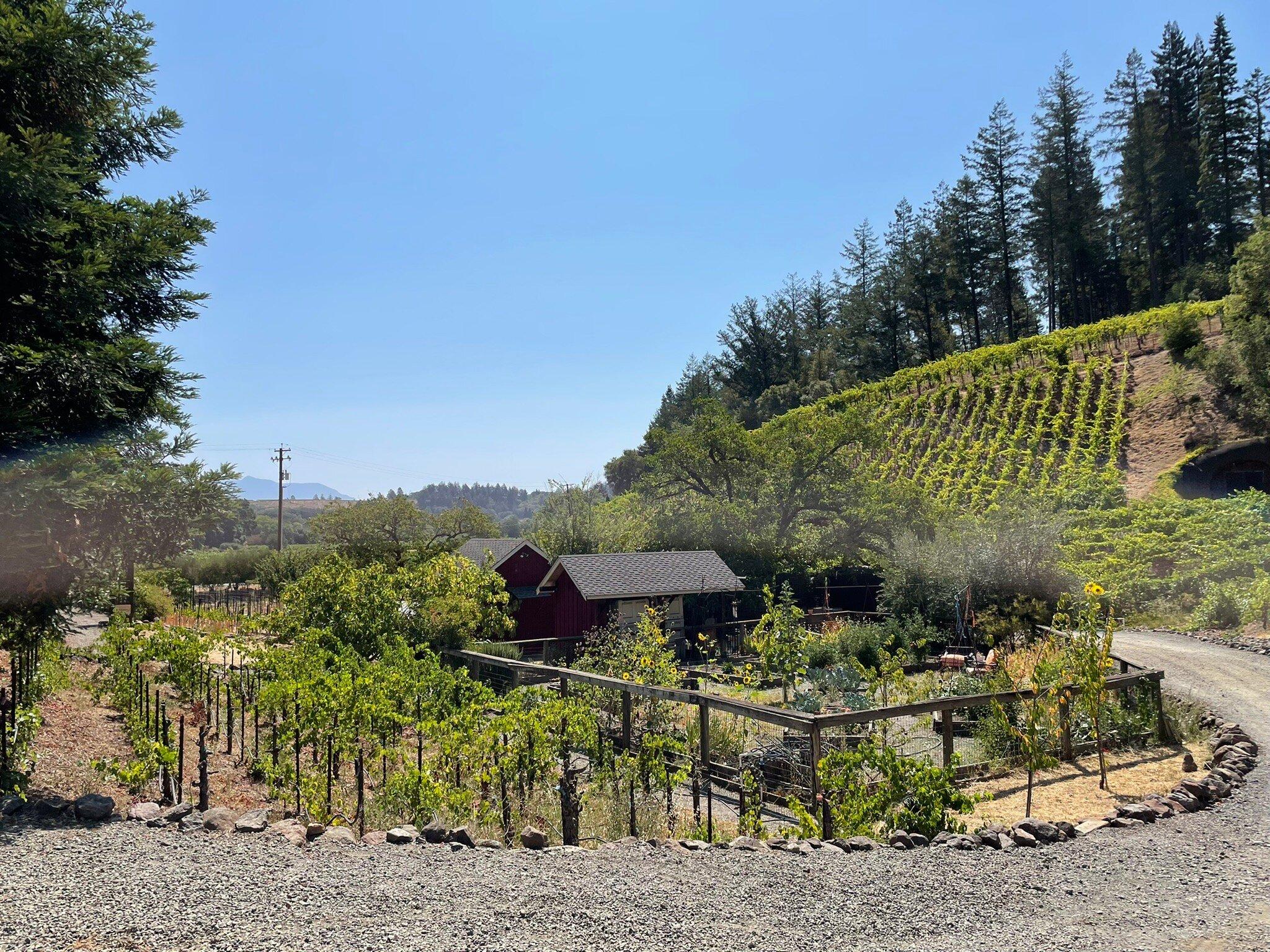 Vineyard of Pasterick