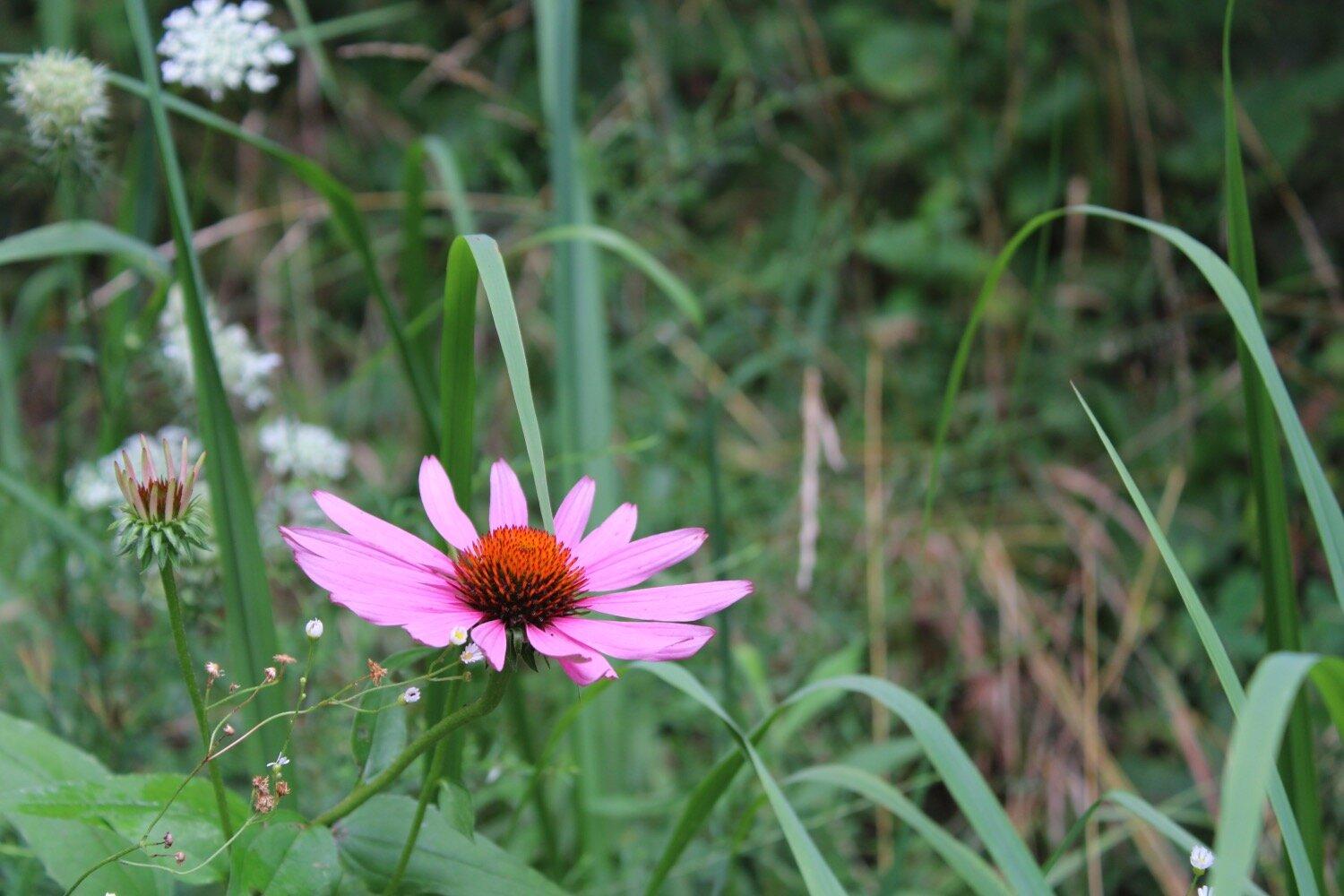 Butterfly Ridge Conservation Center