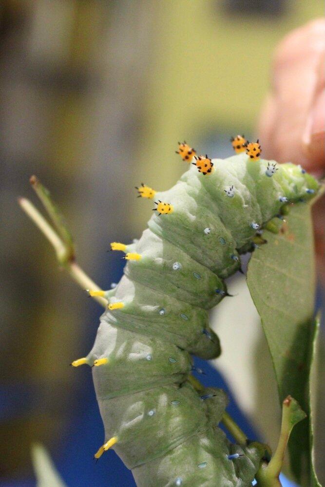 Butterfly Ridge Conservation Center