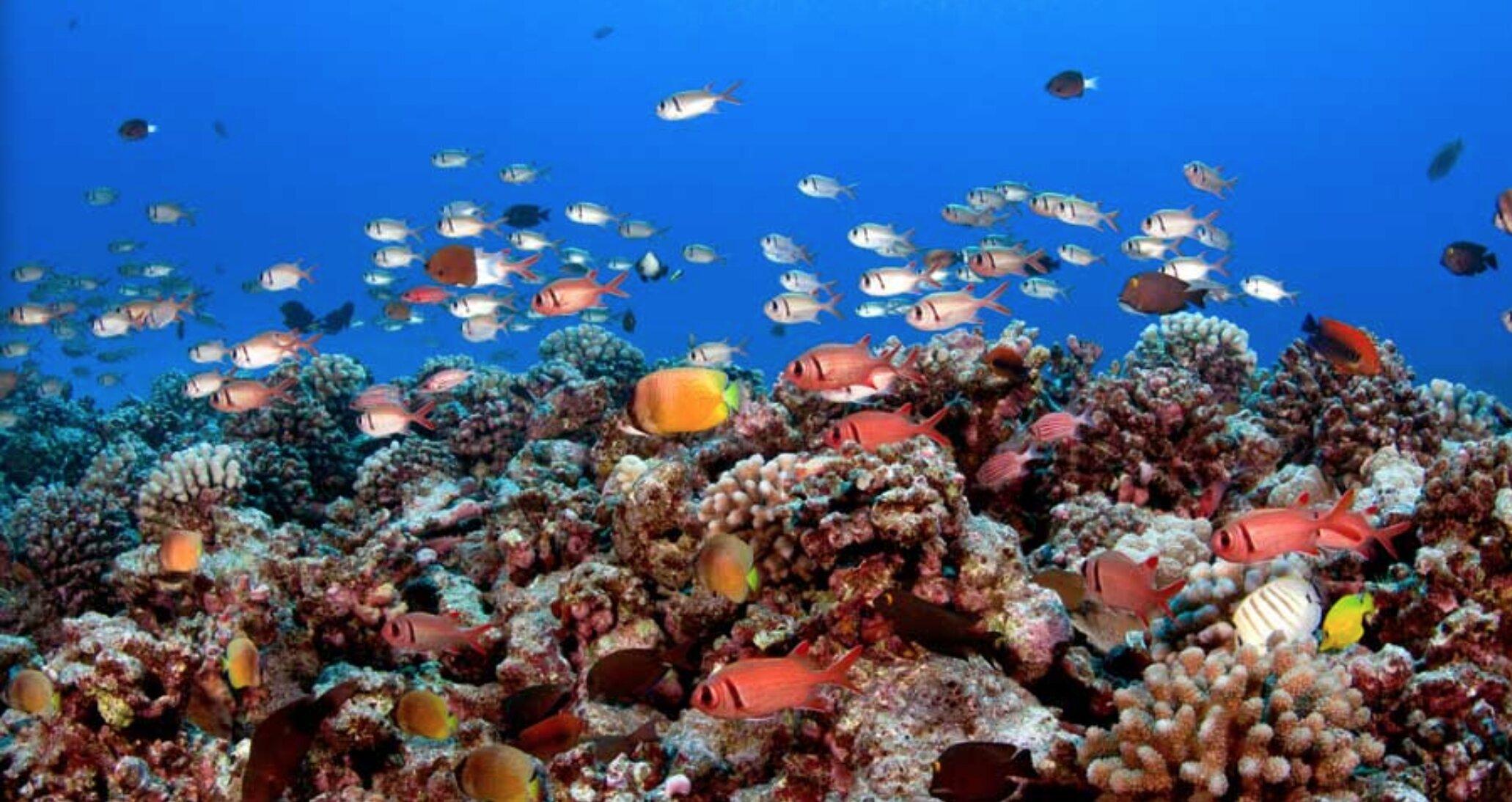 Snorkel Bob's Lahaina