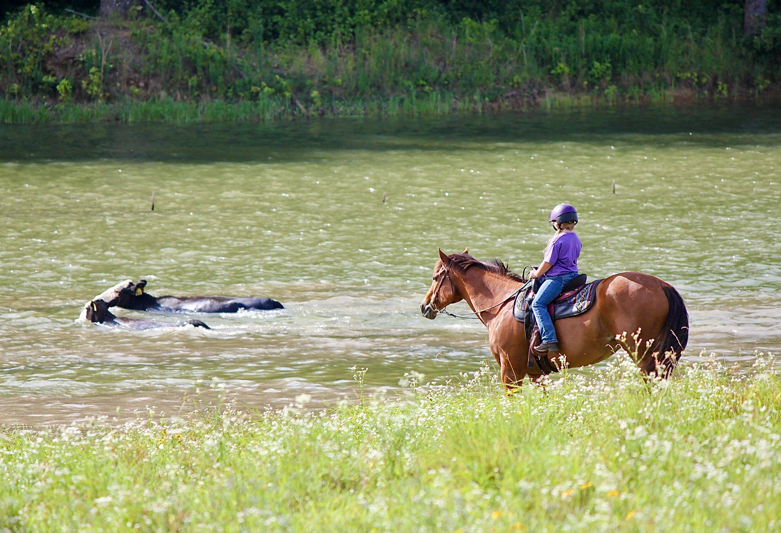 Panther Creek Stables