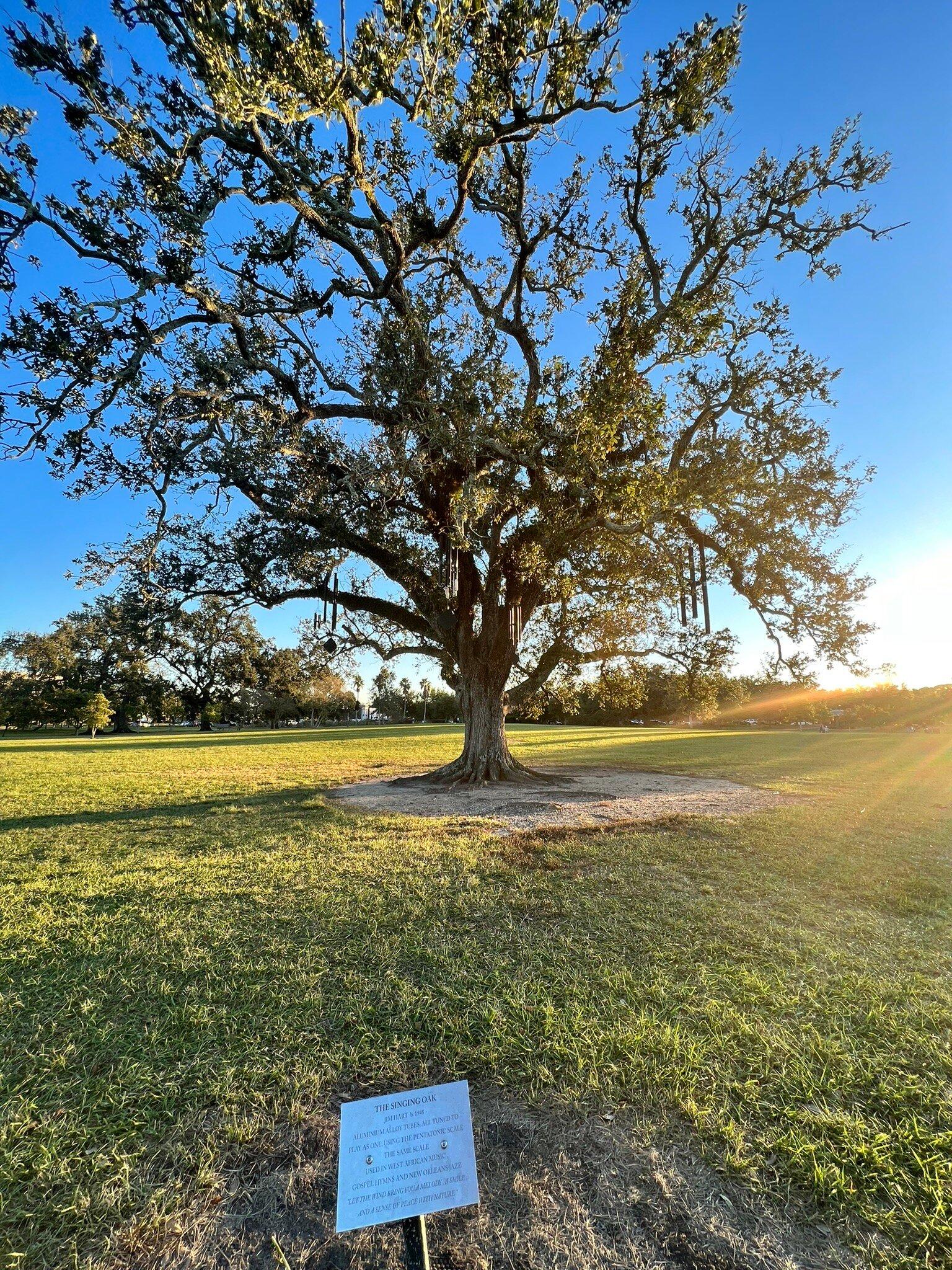 The Singing Oak