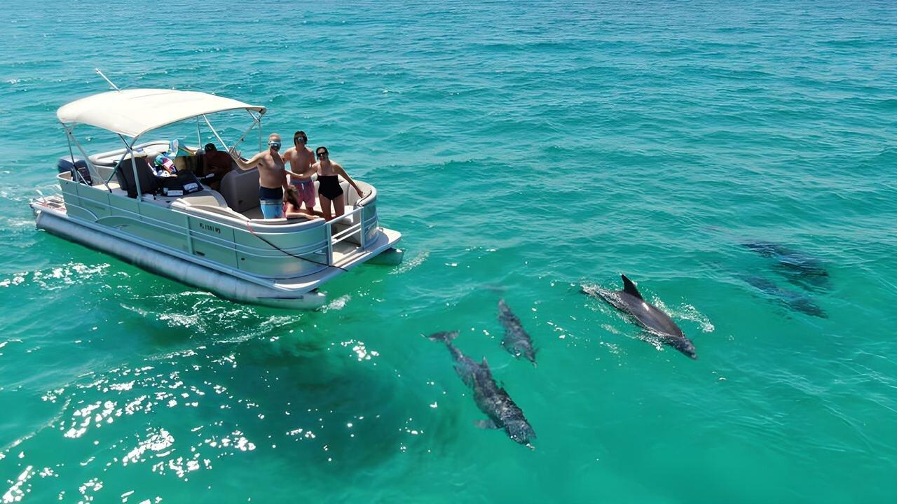 Dolphin Family Tours