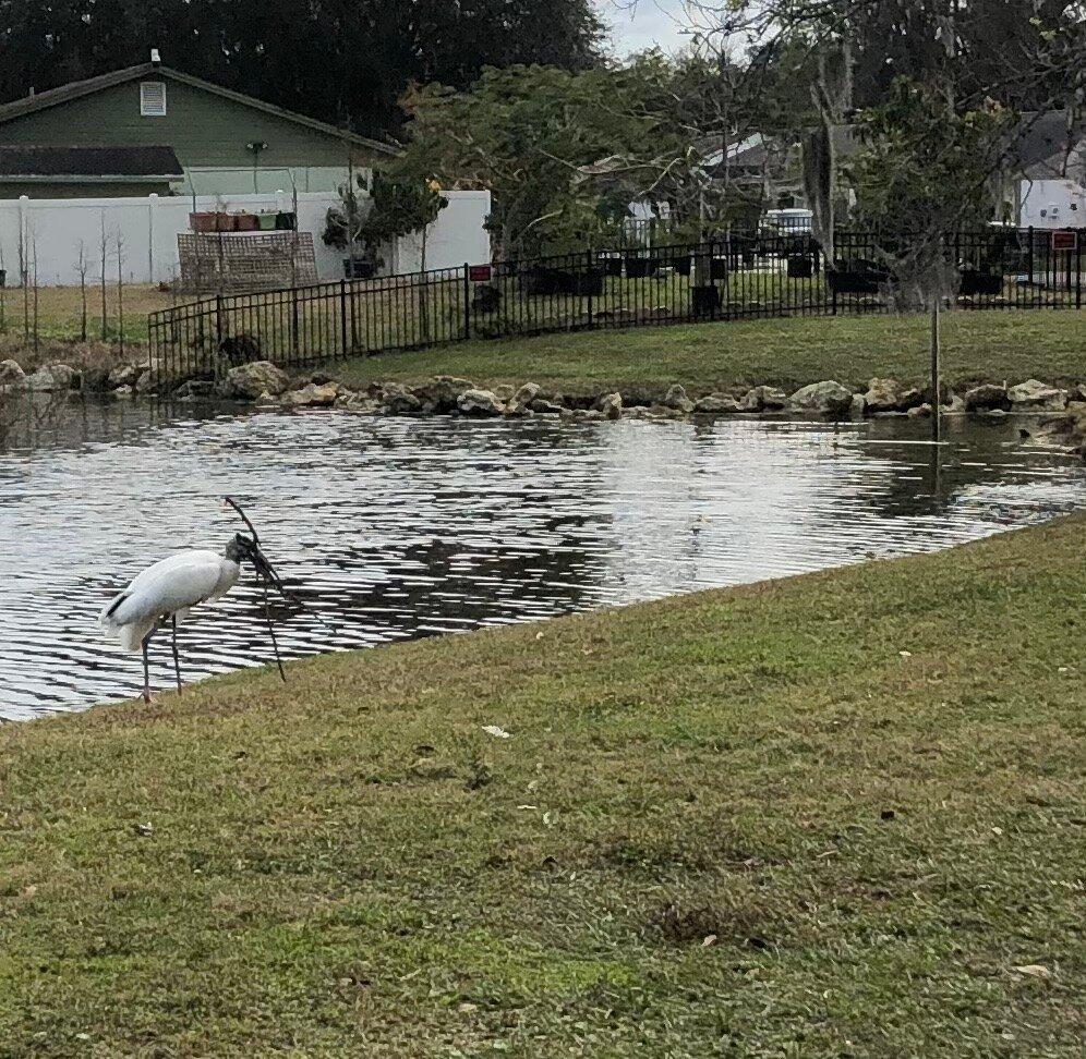 Northlakes Woodstork Colony and Nesting area