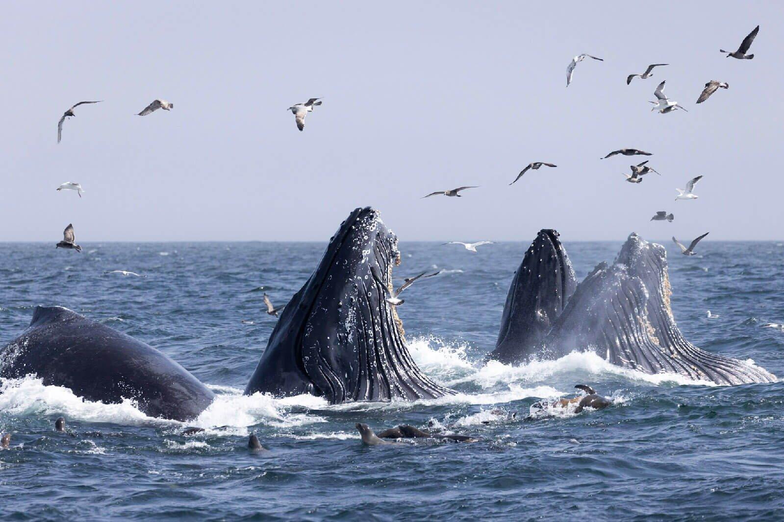 Oceanic Society Whale Watching