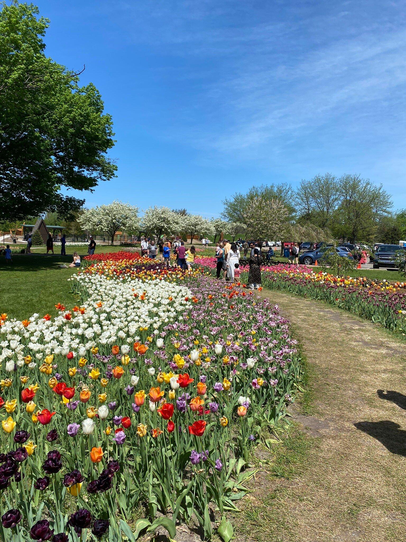 Tulip Time Festival